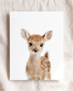 Baby Deer