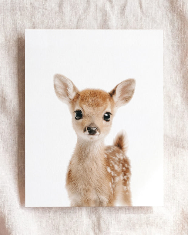 Baby Deer