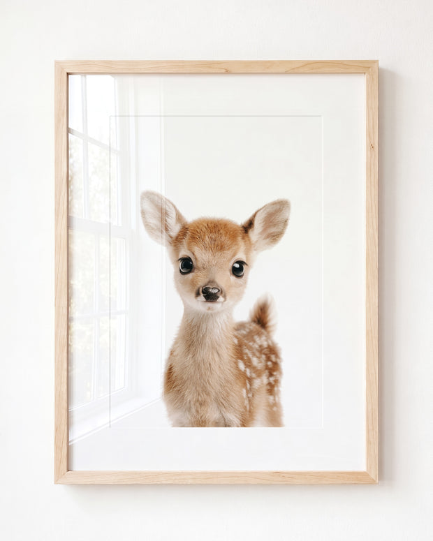 Baby Deer