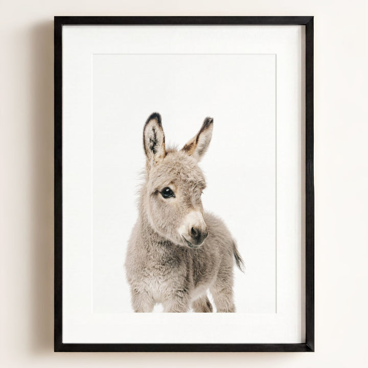 Baby Donkey