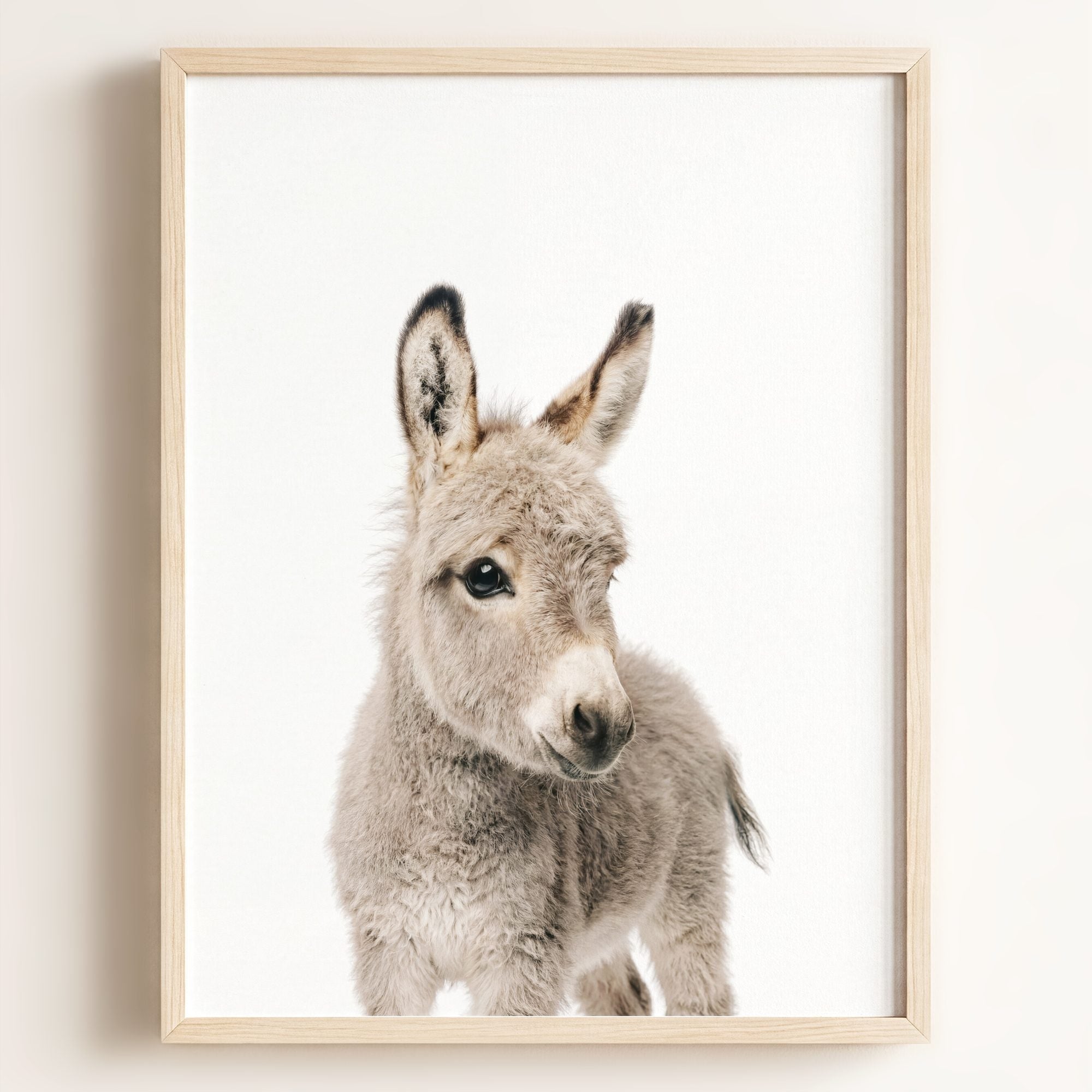 Baby Donkey