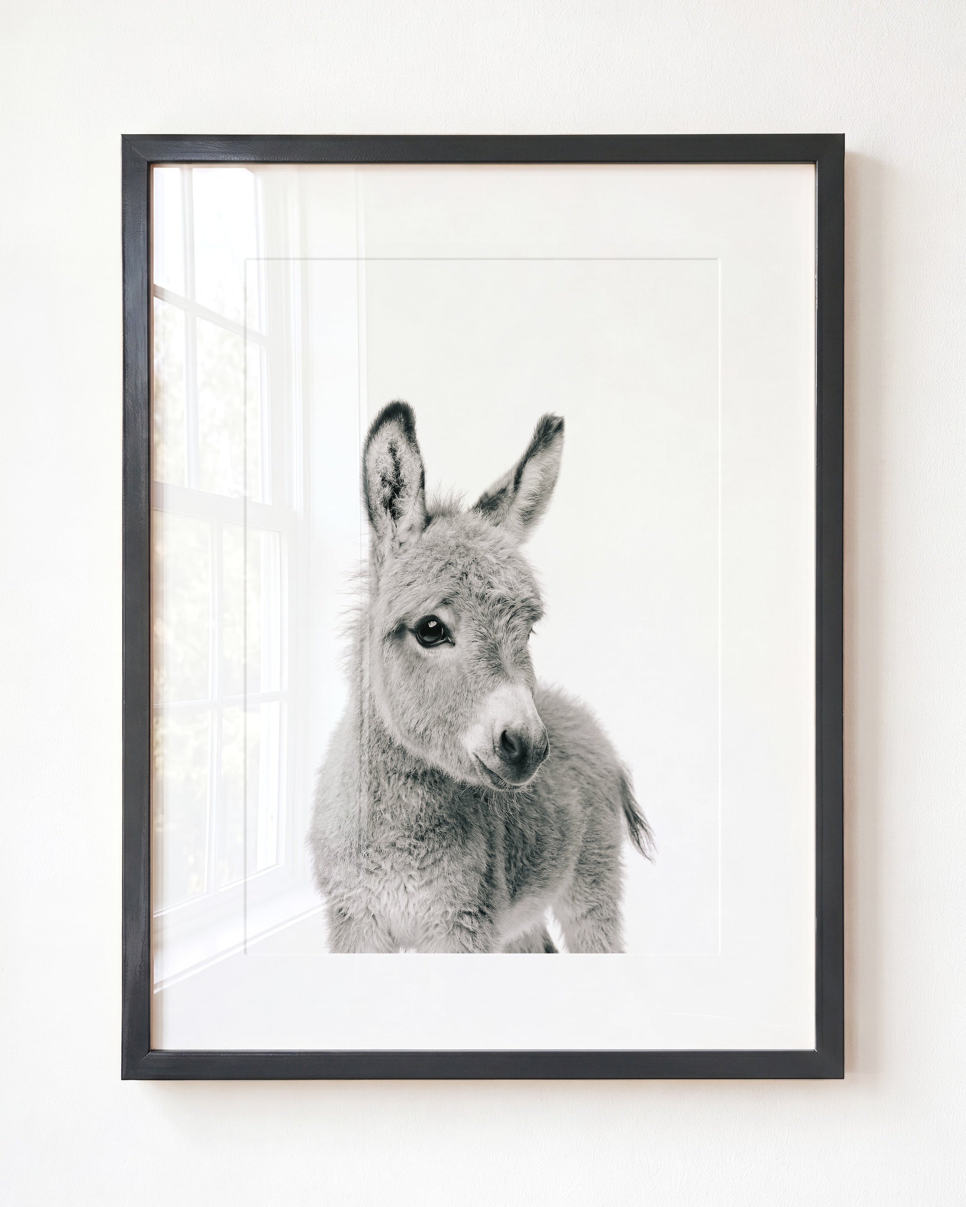 Baby Donkey