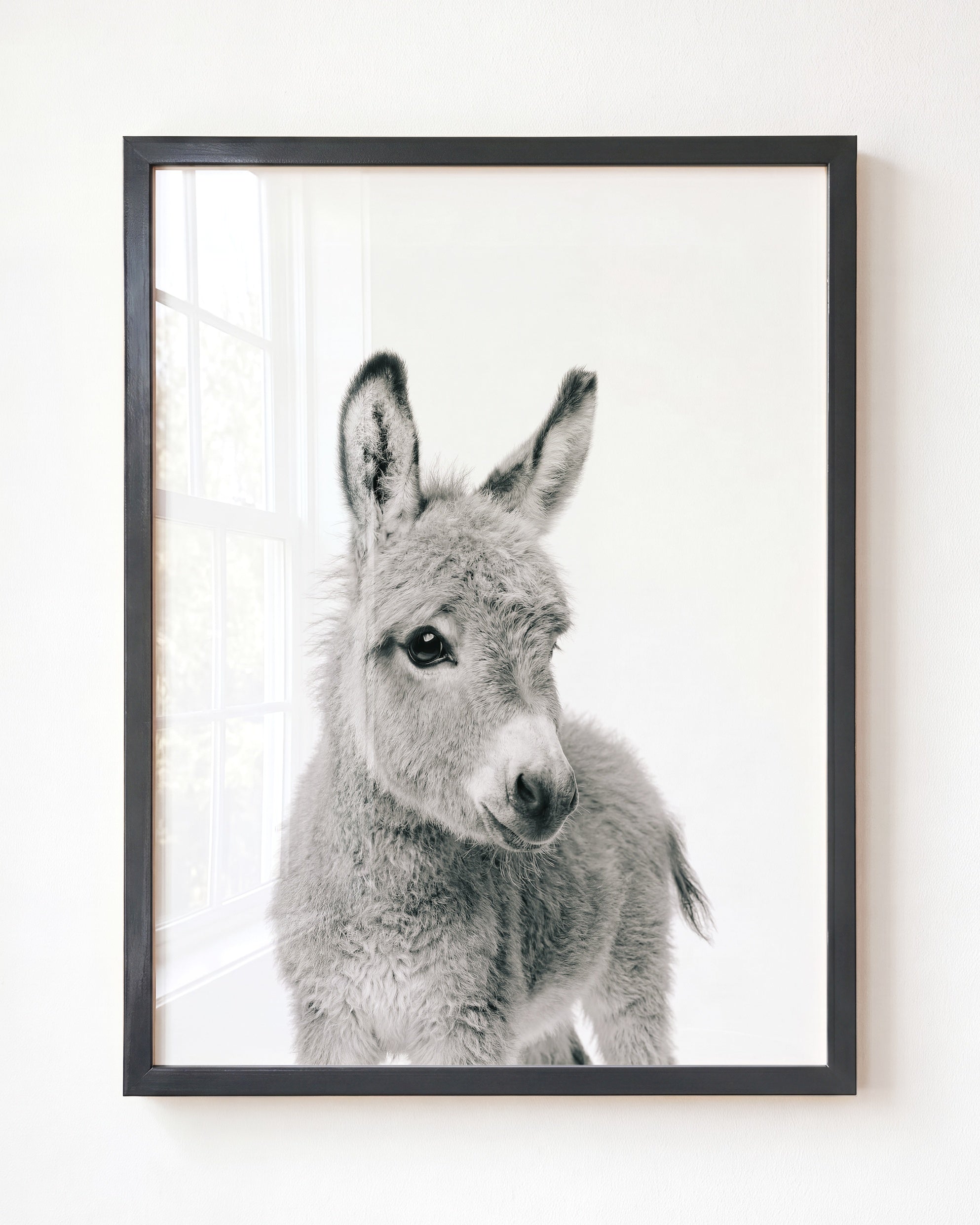 Baby Donkey