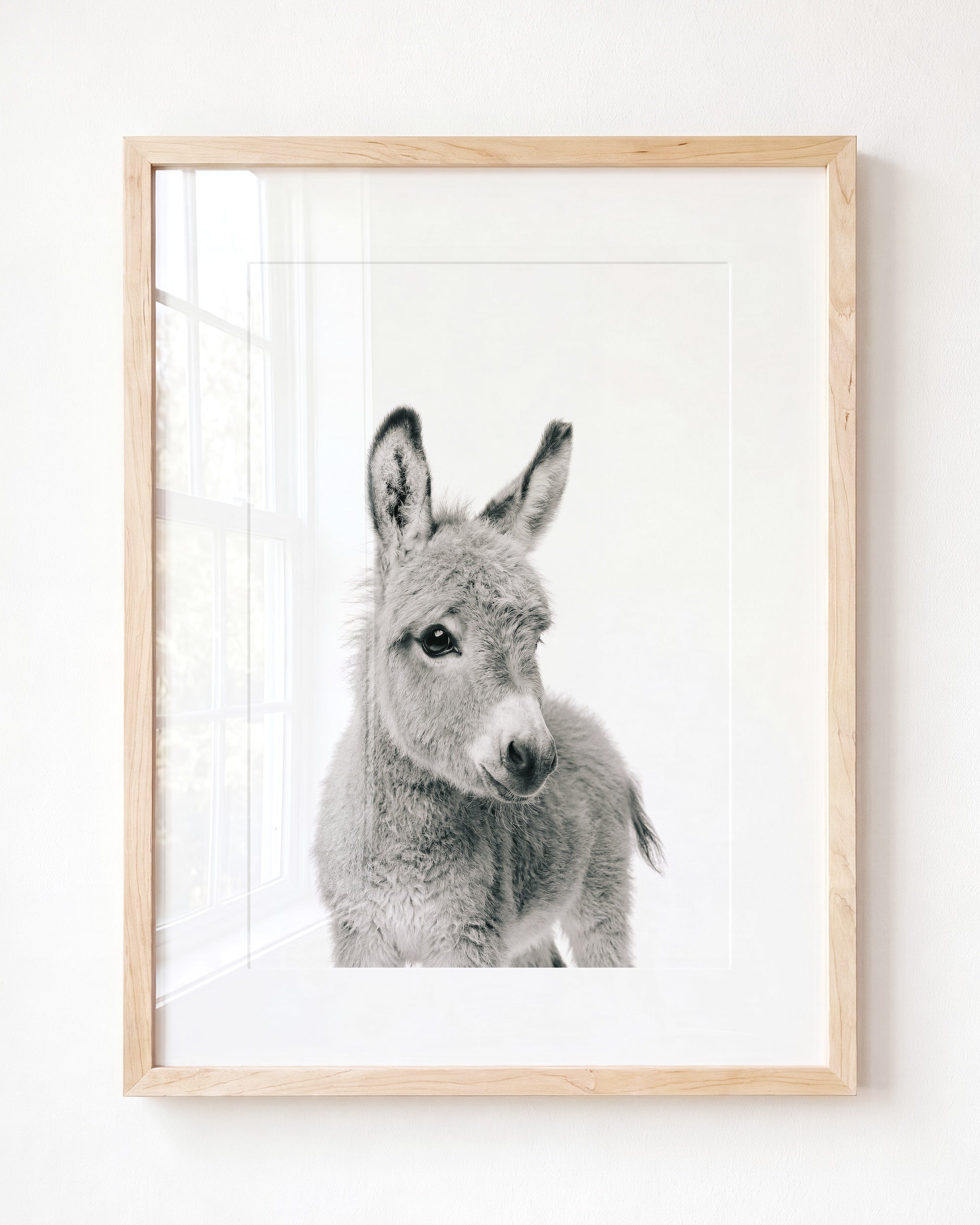 Baby Donkey
