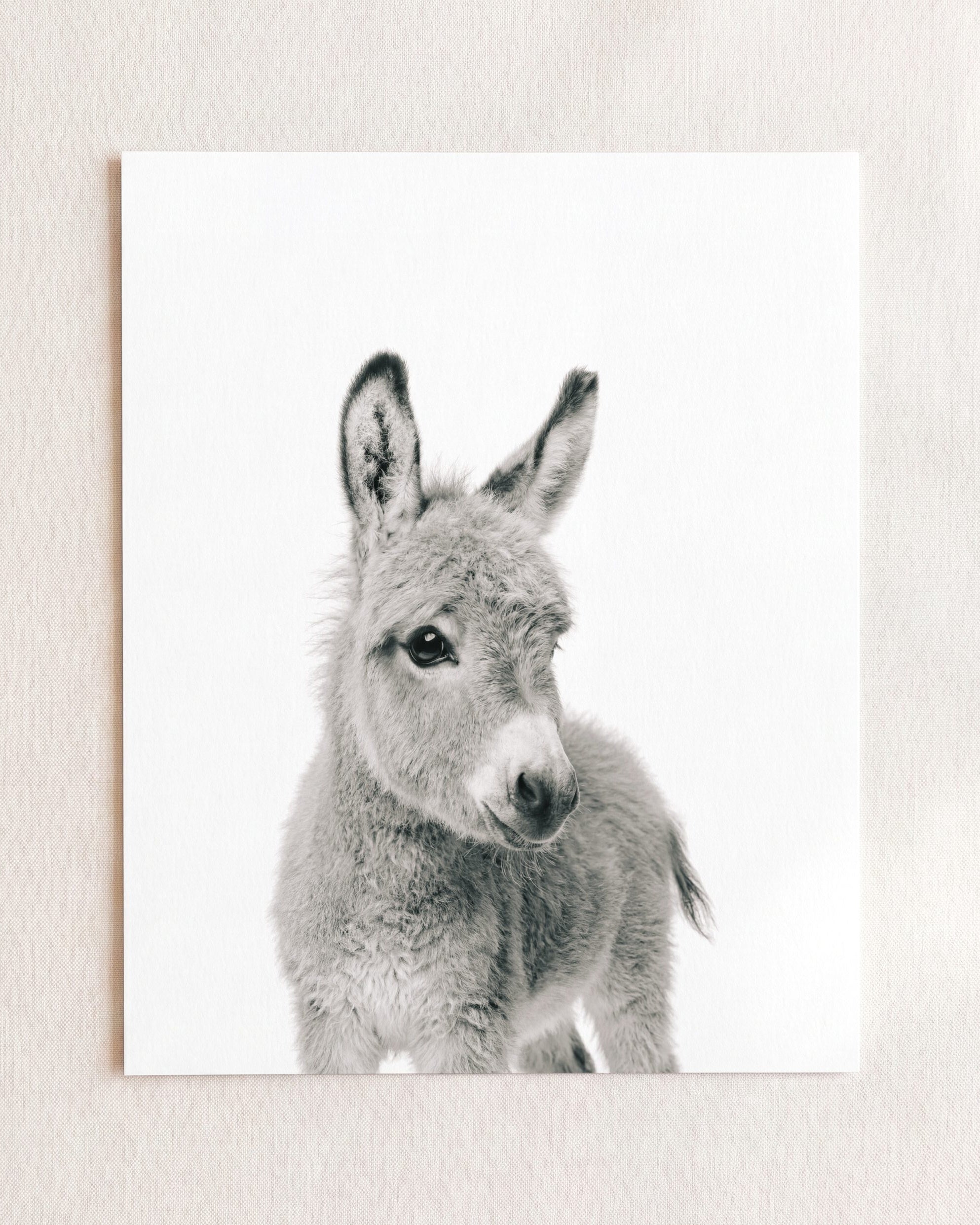 Baby Donkey