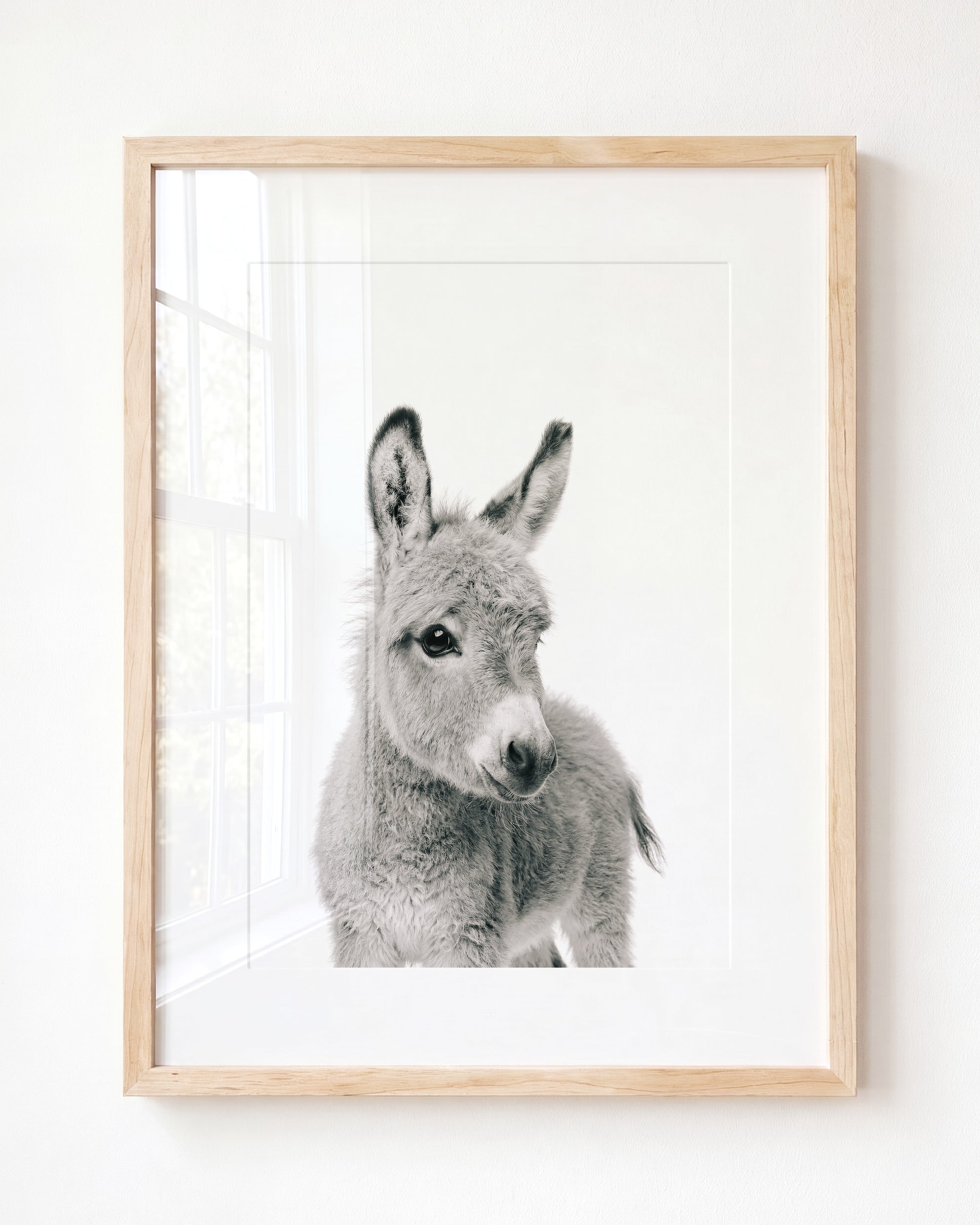 Baby Donkey