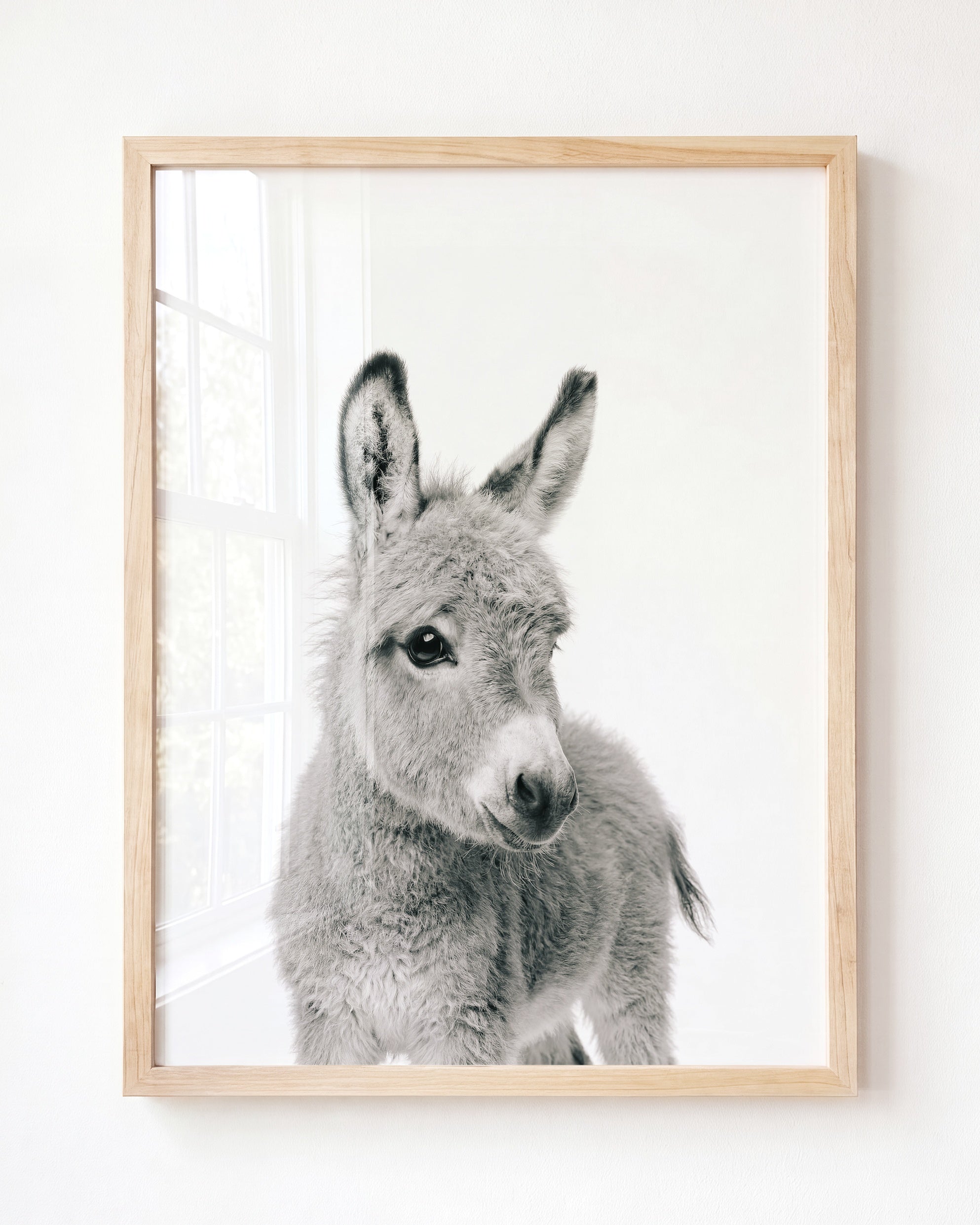 Baby Donkey