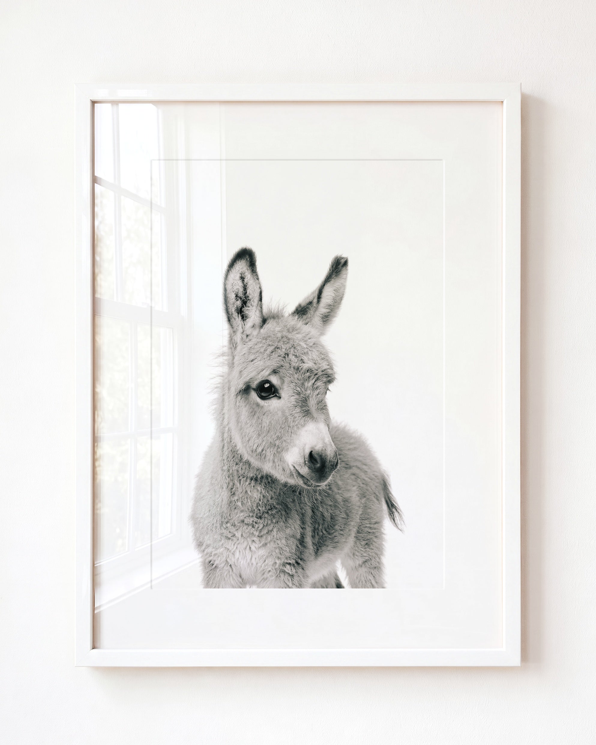 Baby Donkey