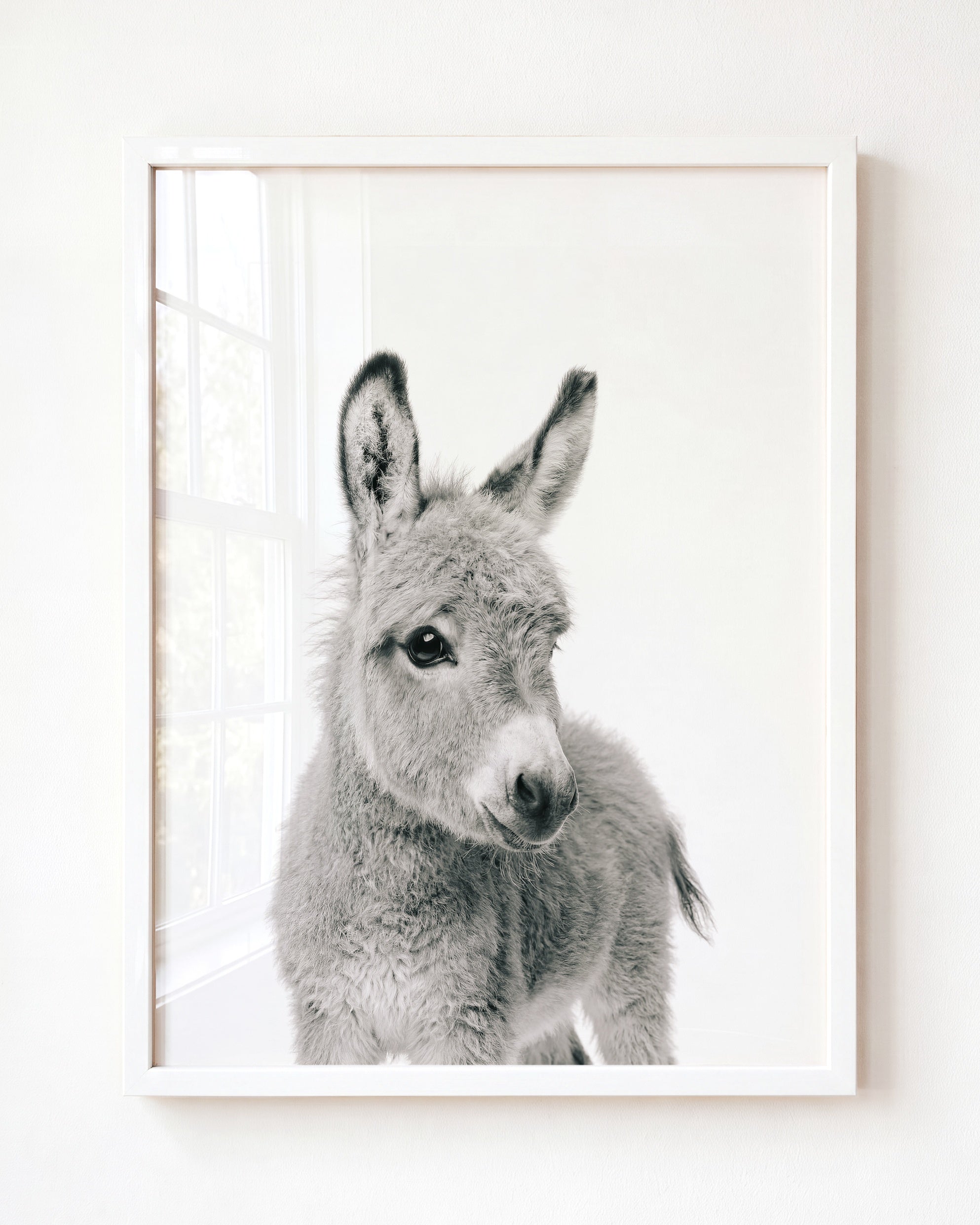 Baby Donkey