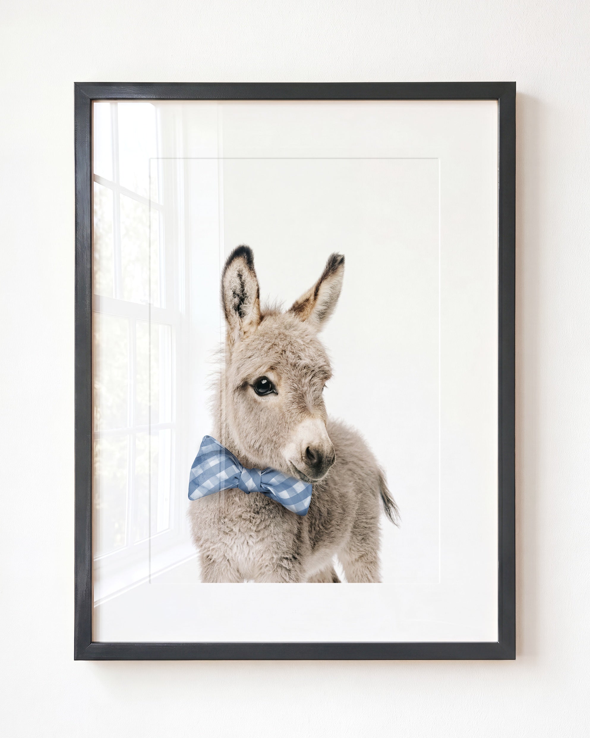 Baby Donkey