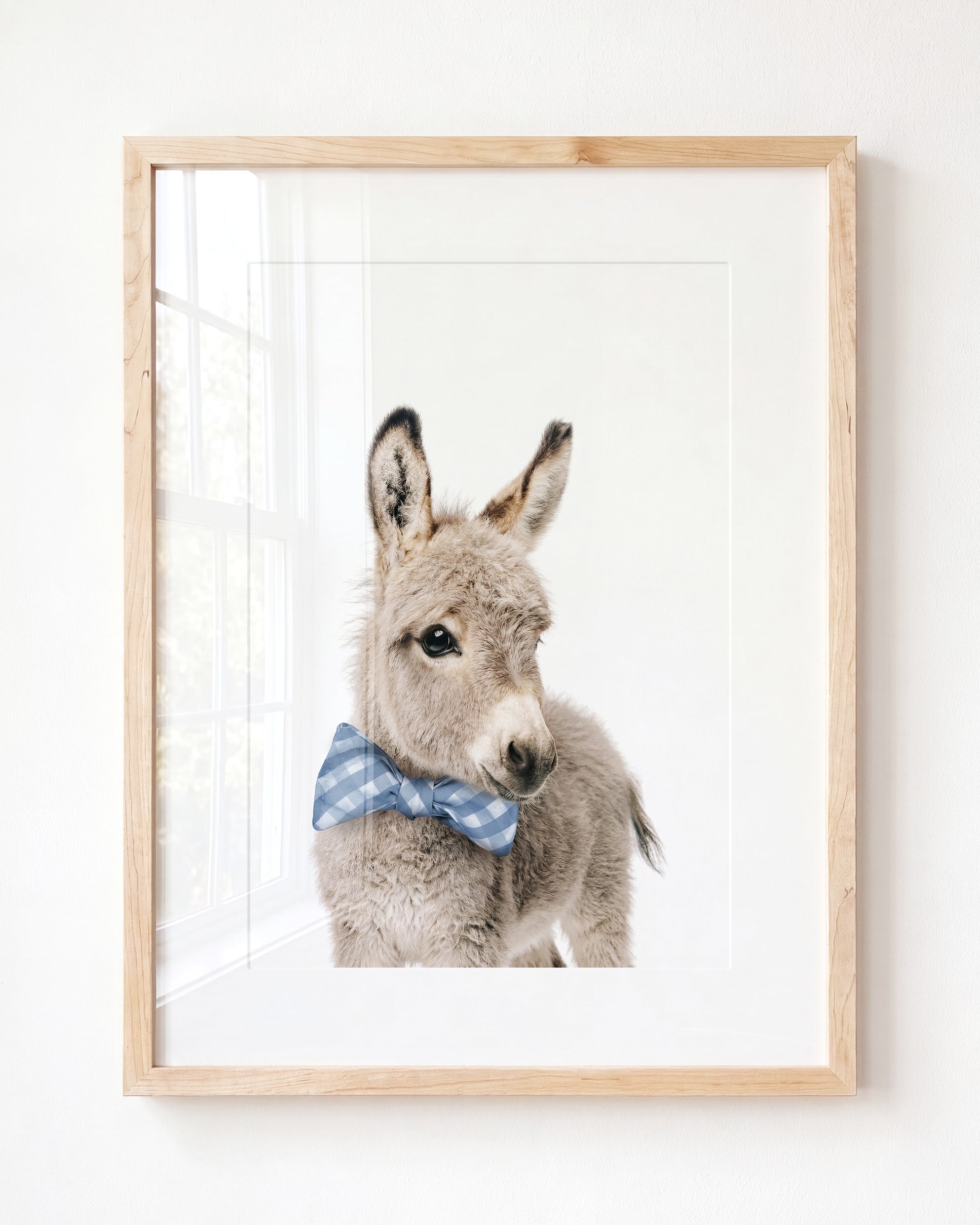 Baby Donkey