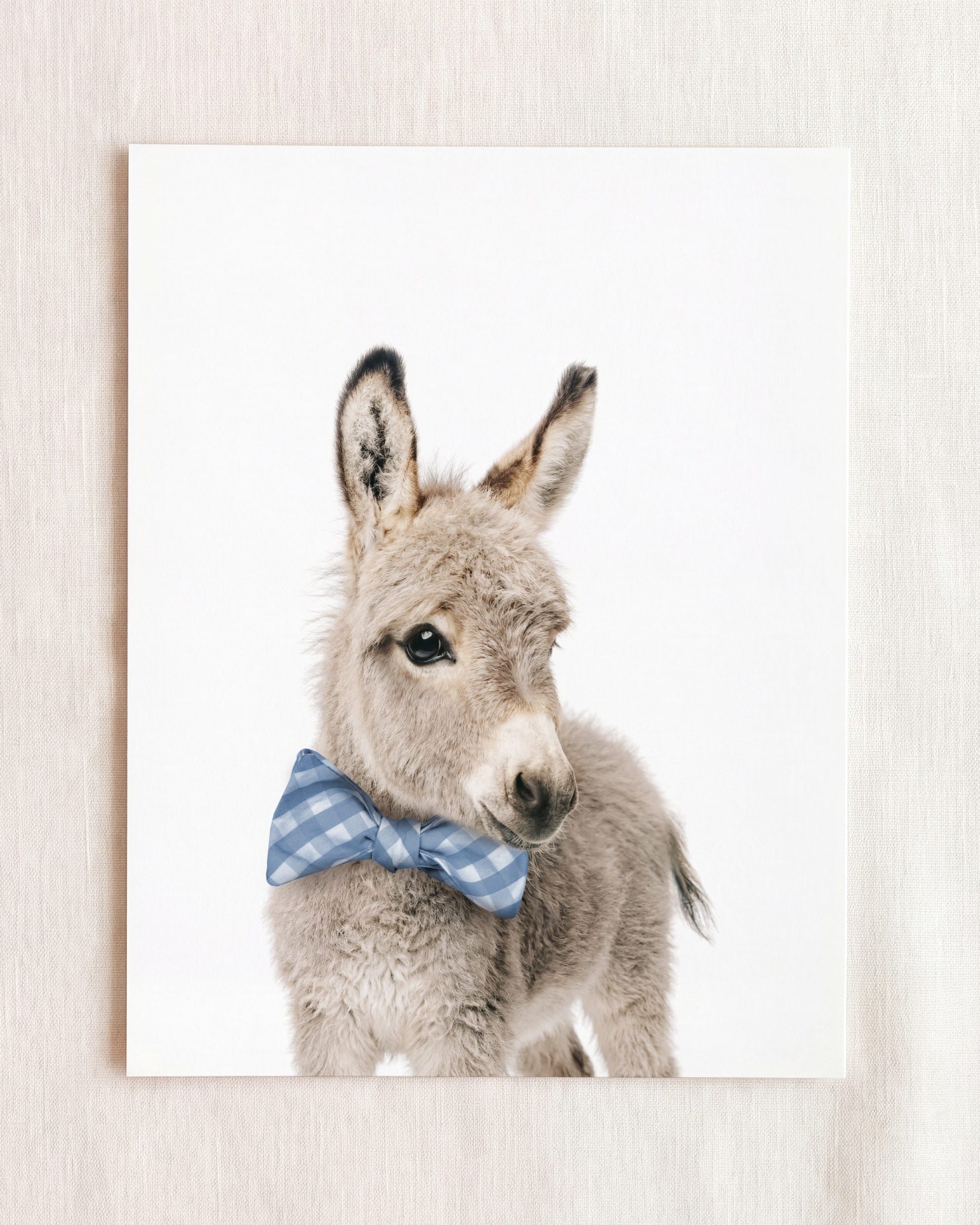 Baby Donkey