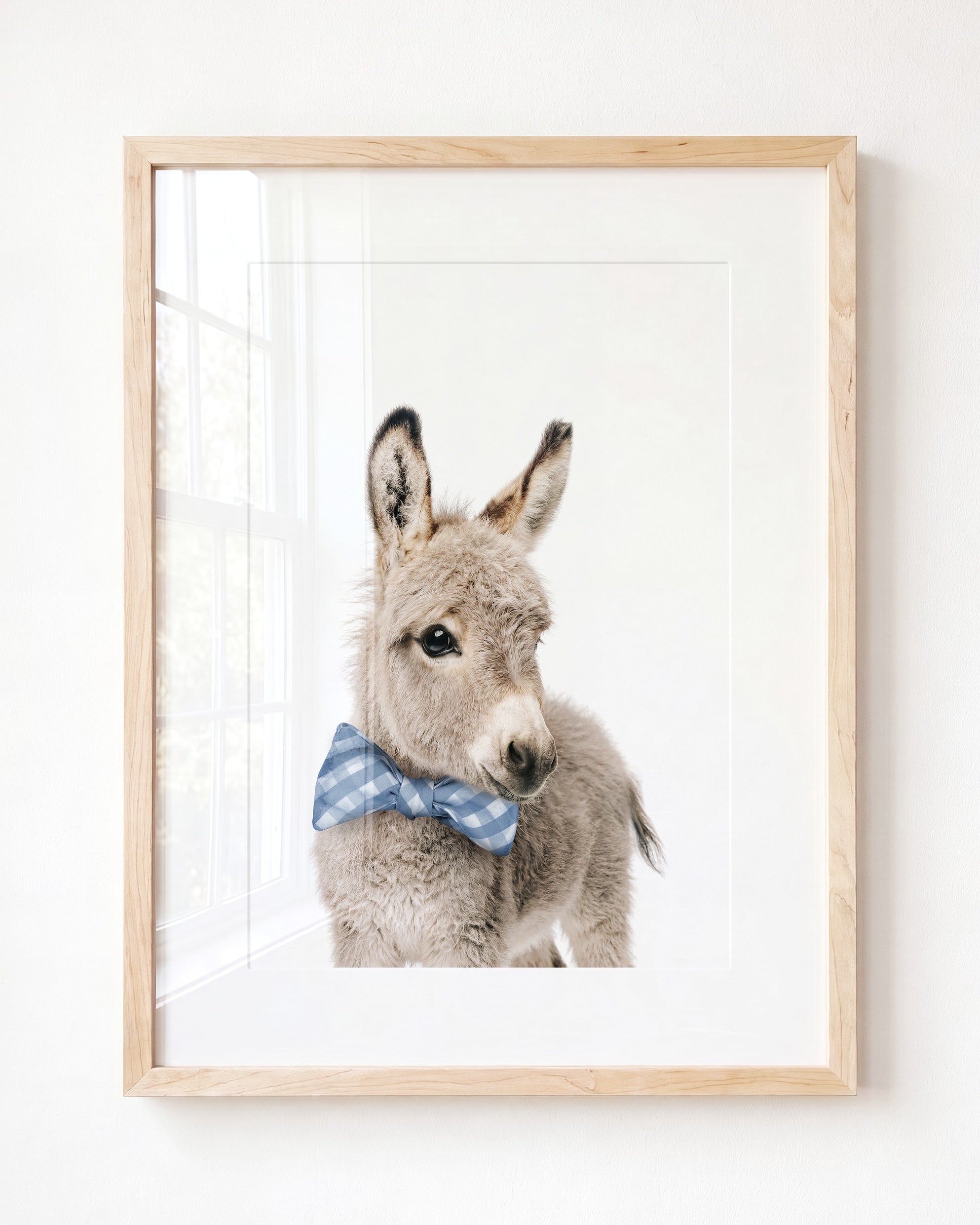 Baby Donkey
