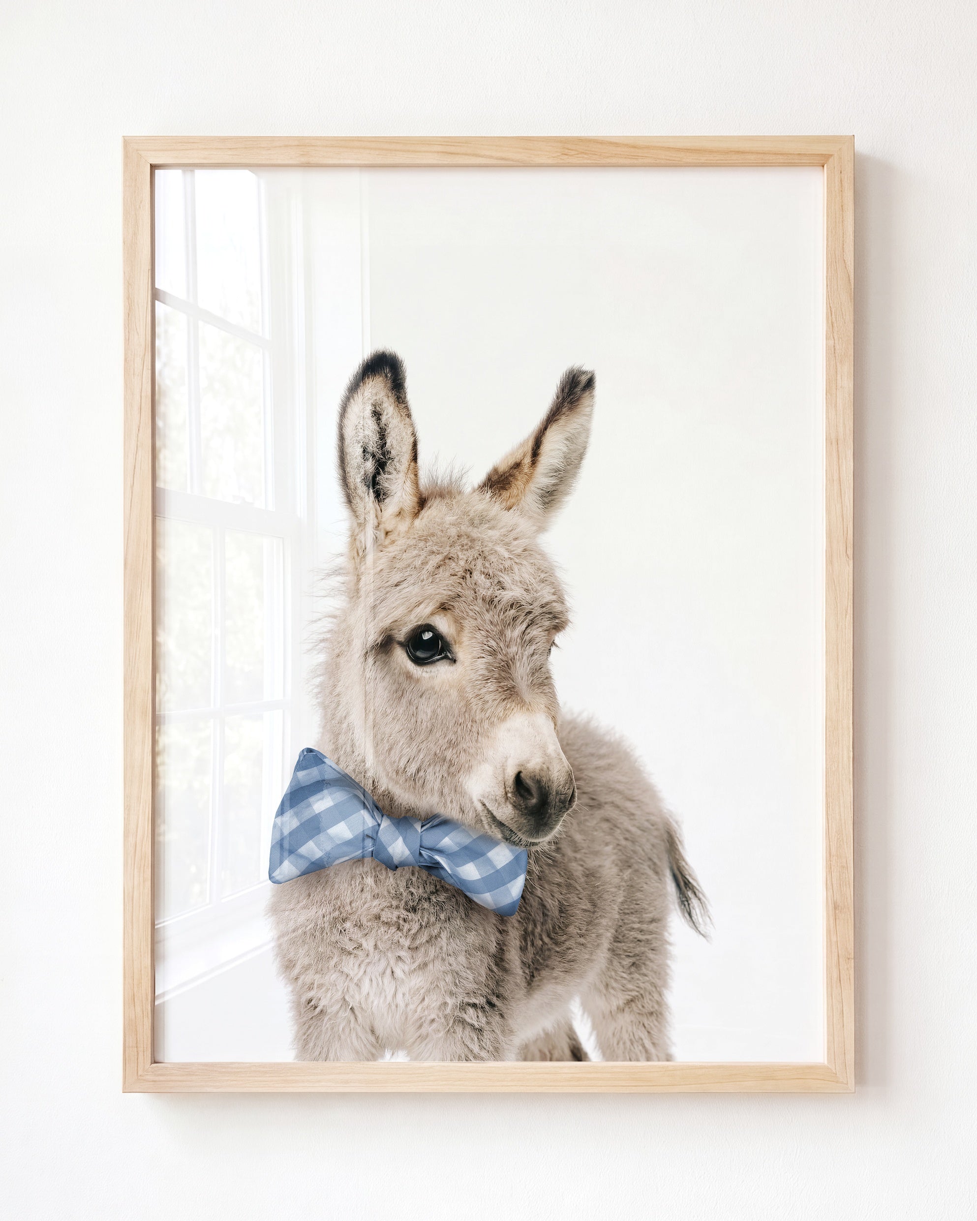 Baby Donkey