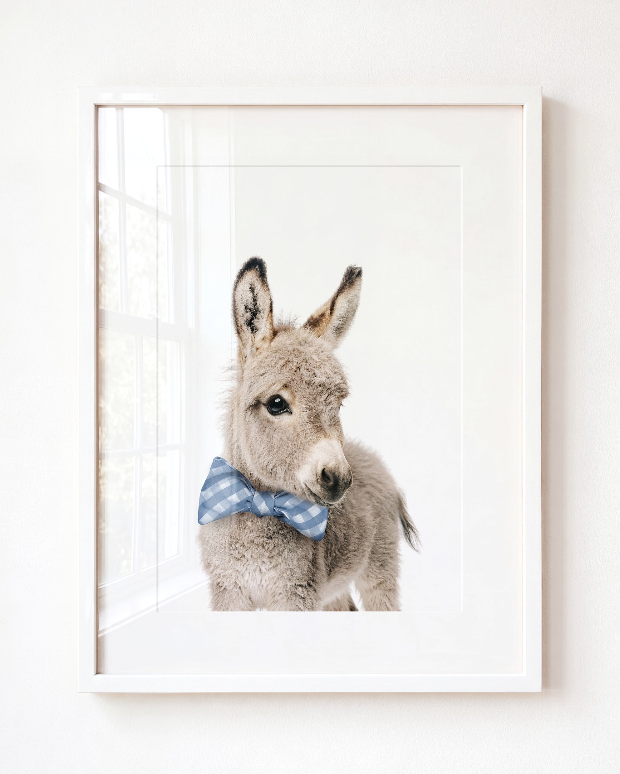 Baby Donkey
