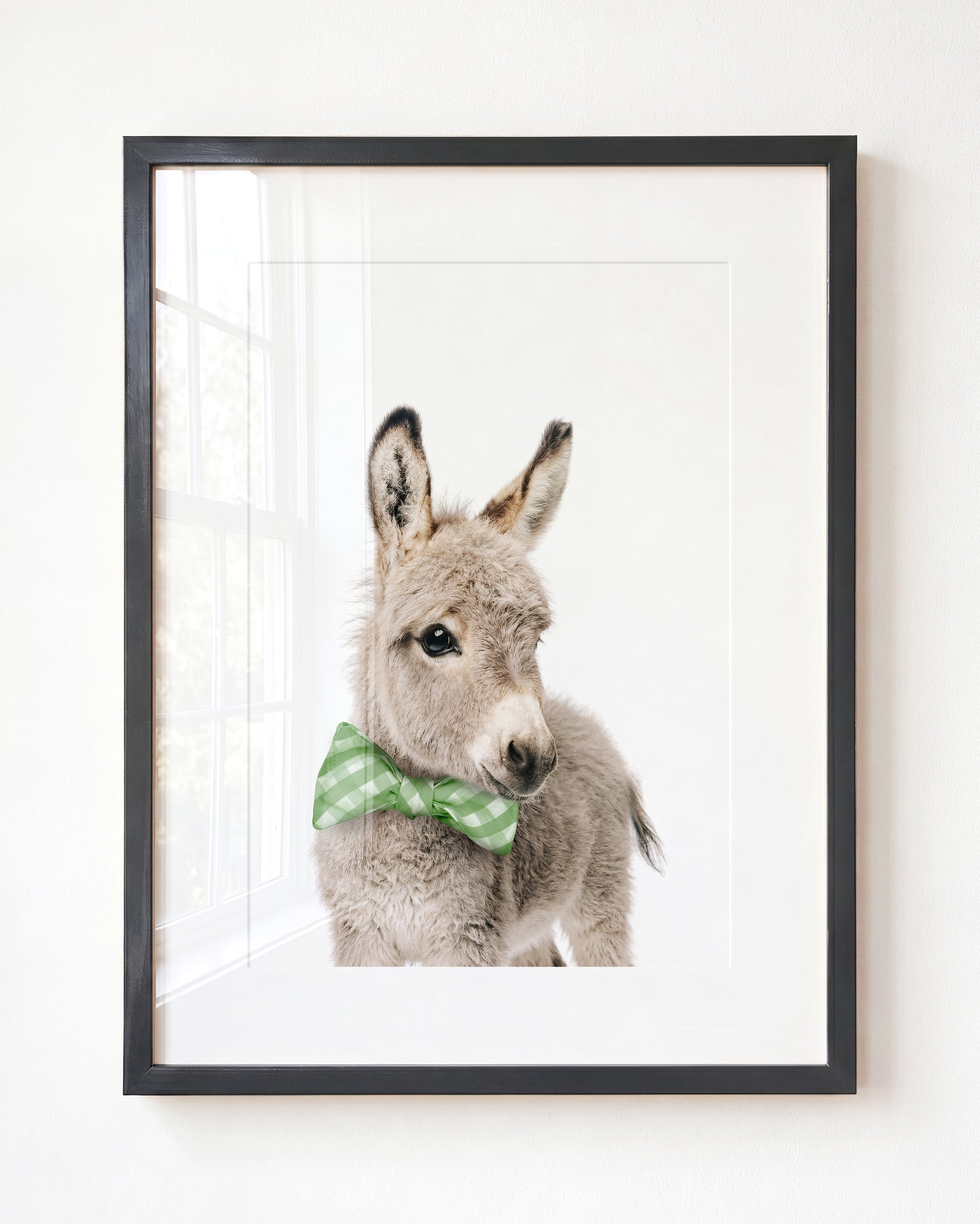 Baby Donkey