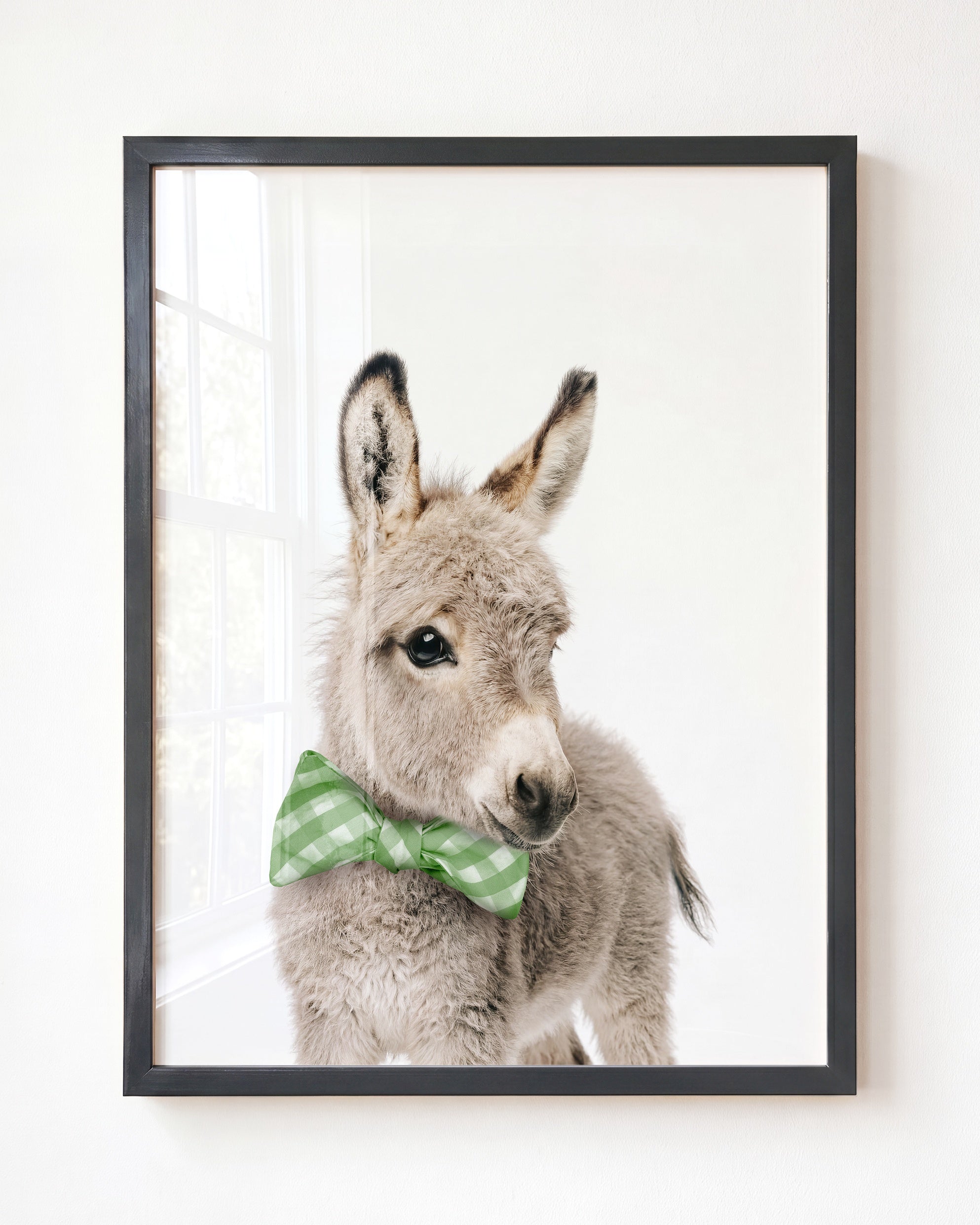 Baby Donkey