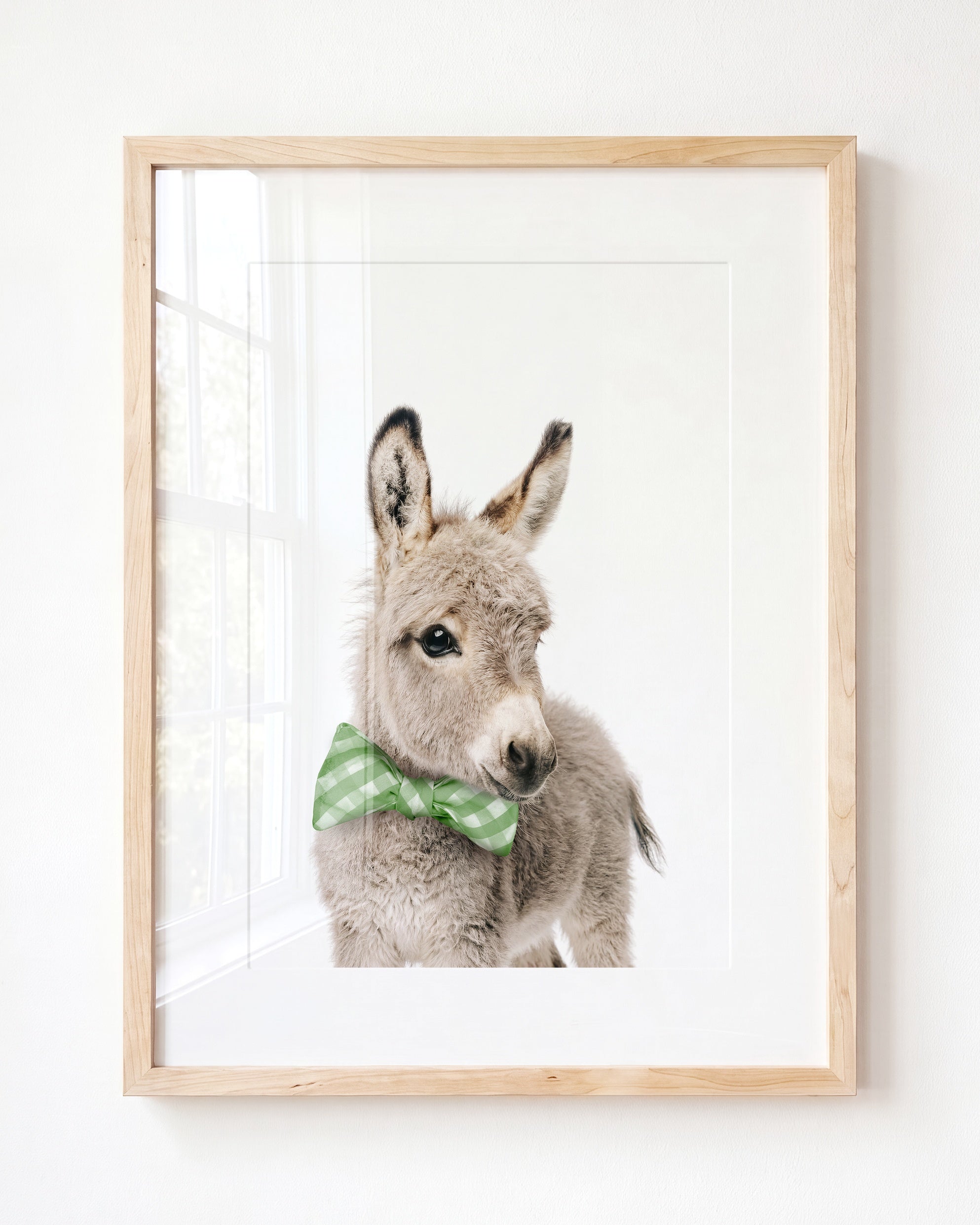 Baby Donkey