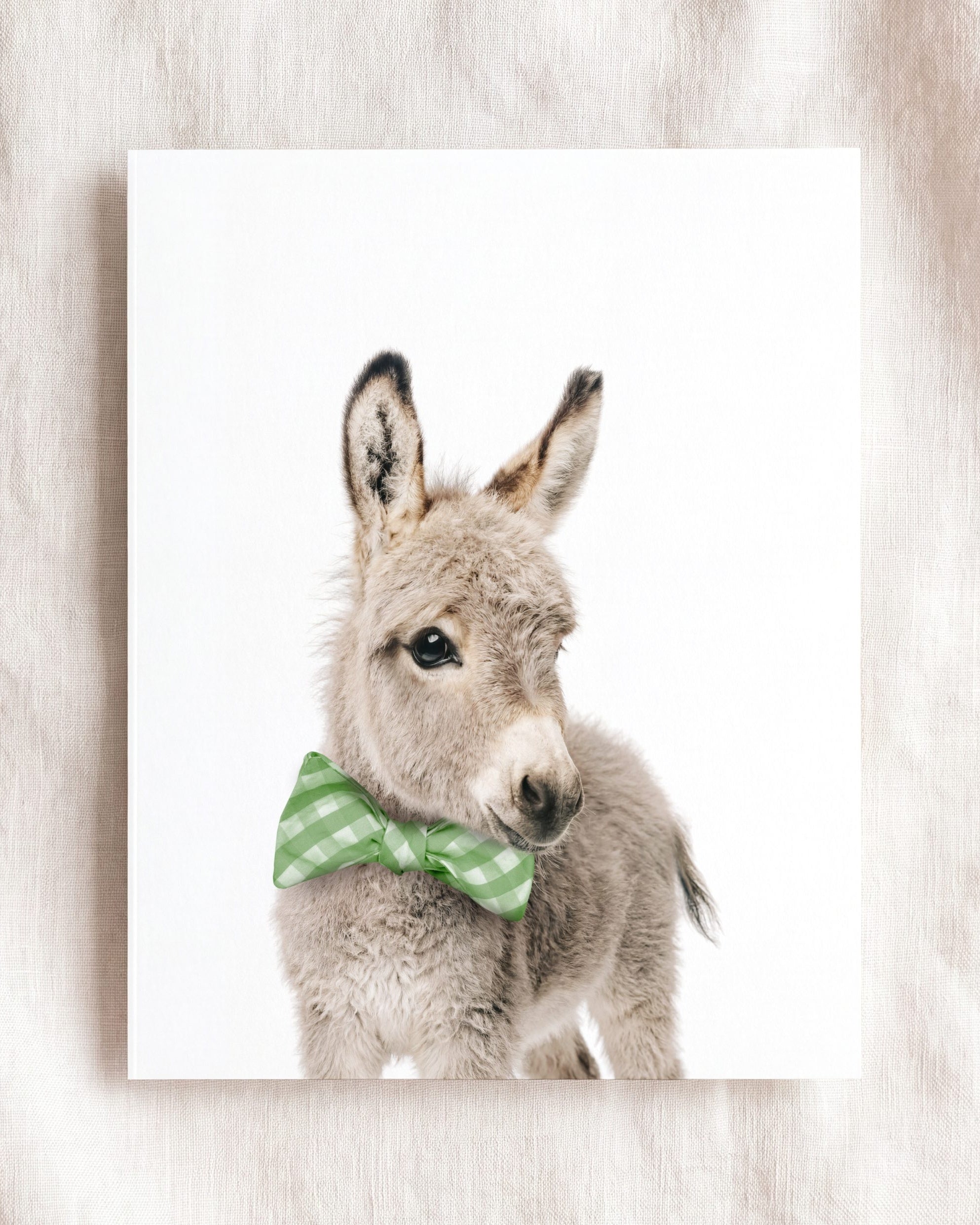 Baby Donkey