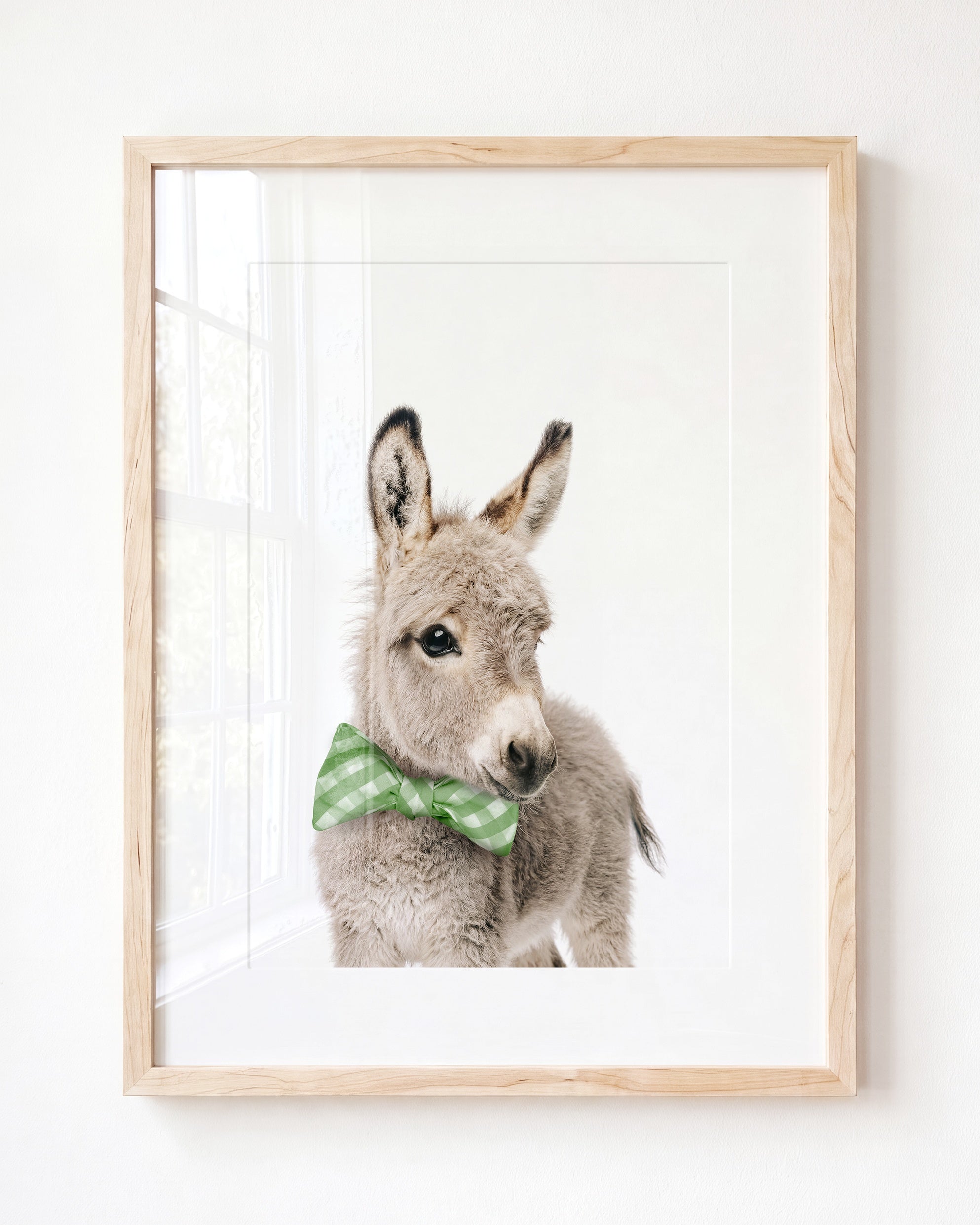 Baby Donkey