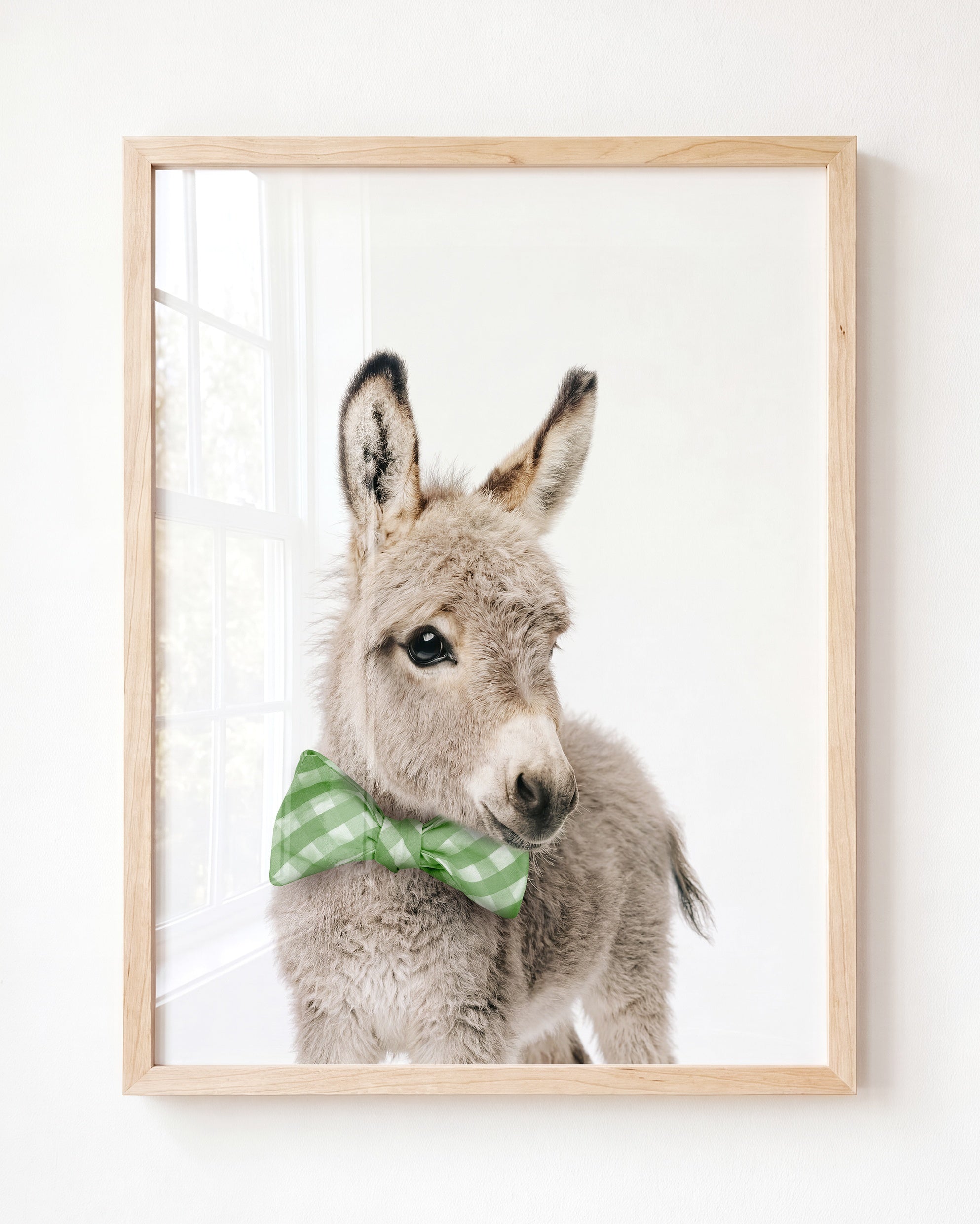 Baby Donkey