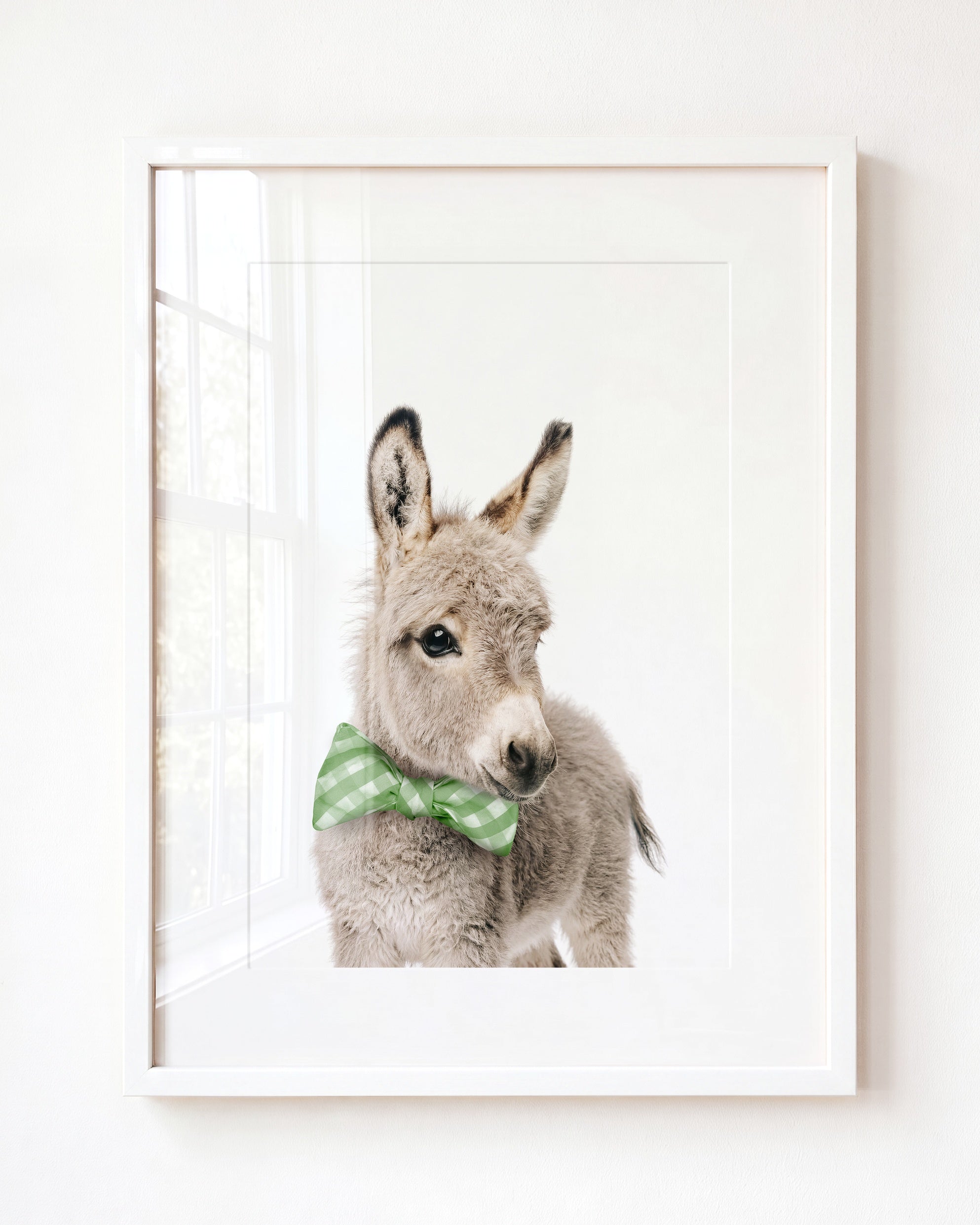 Baby Donkey