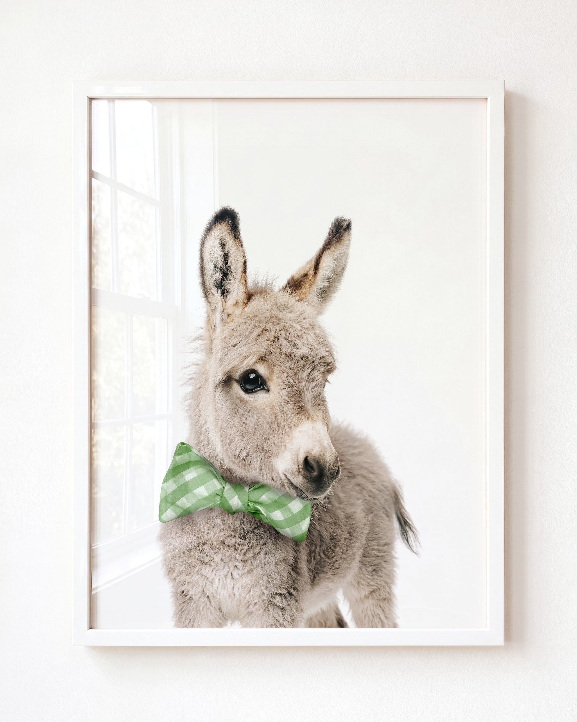 Baby Donkey