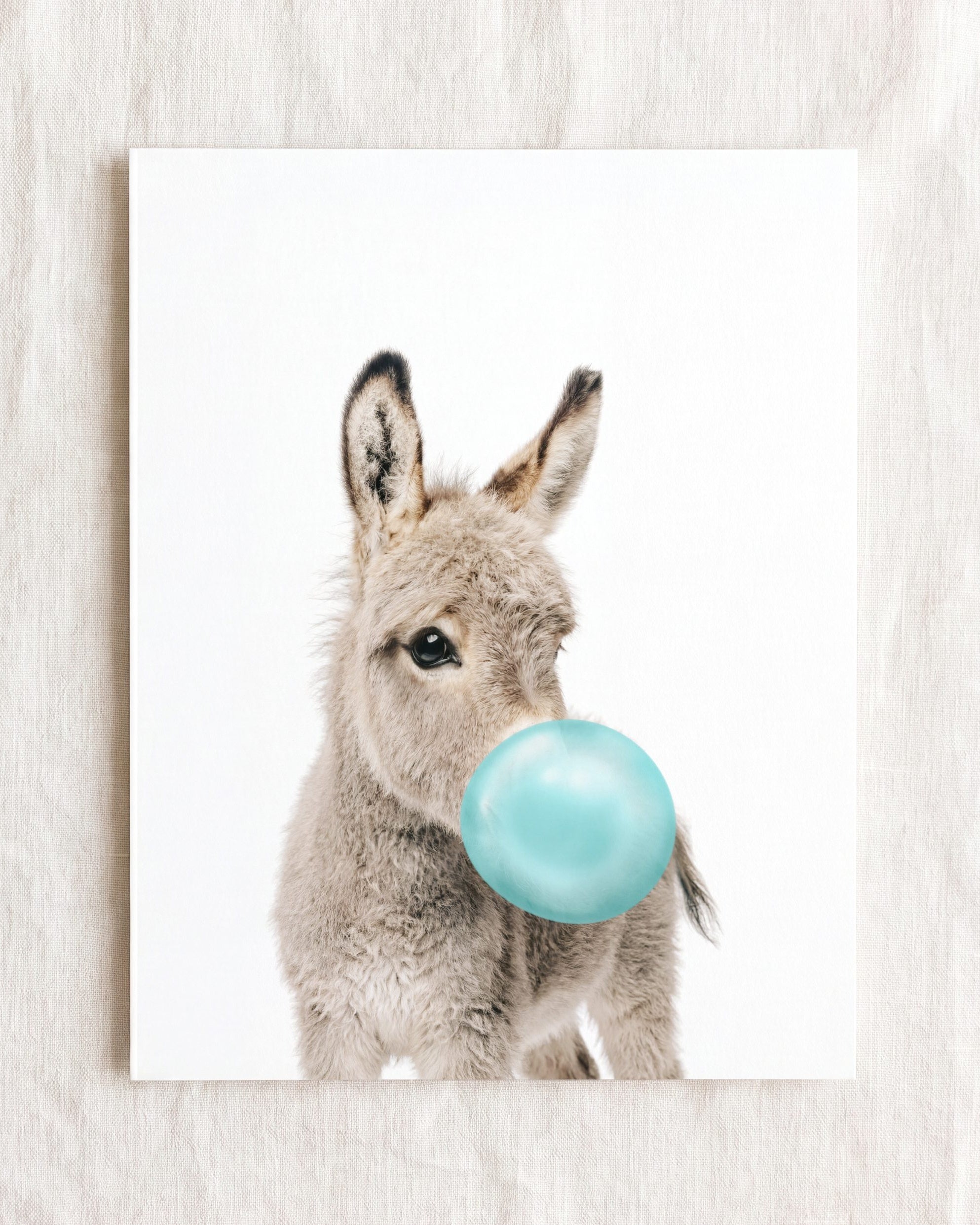 Baby Donkey