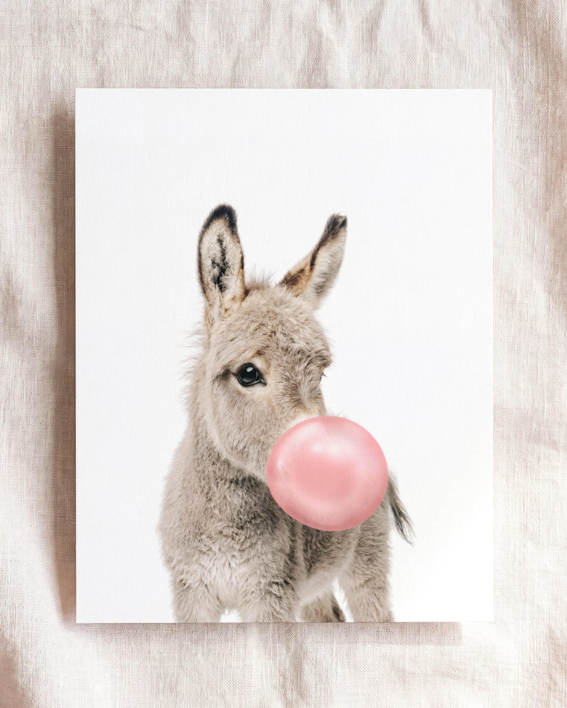 Baby Donkey