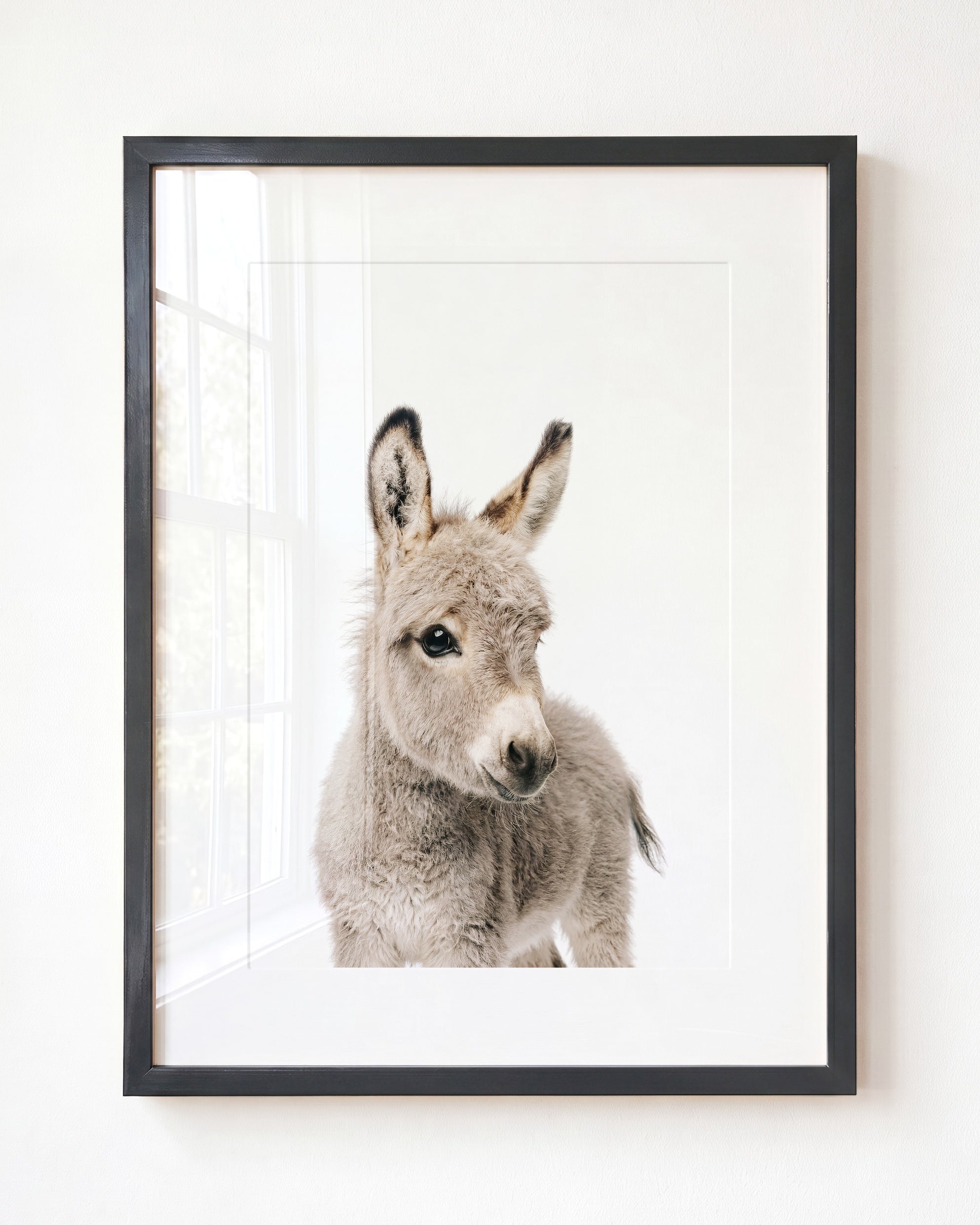 Baby Donkey
