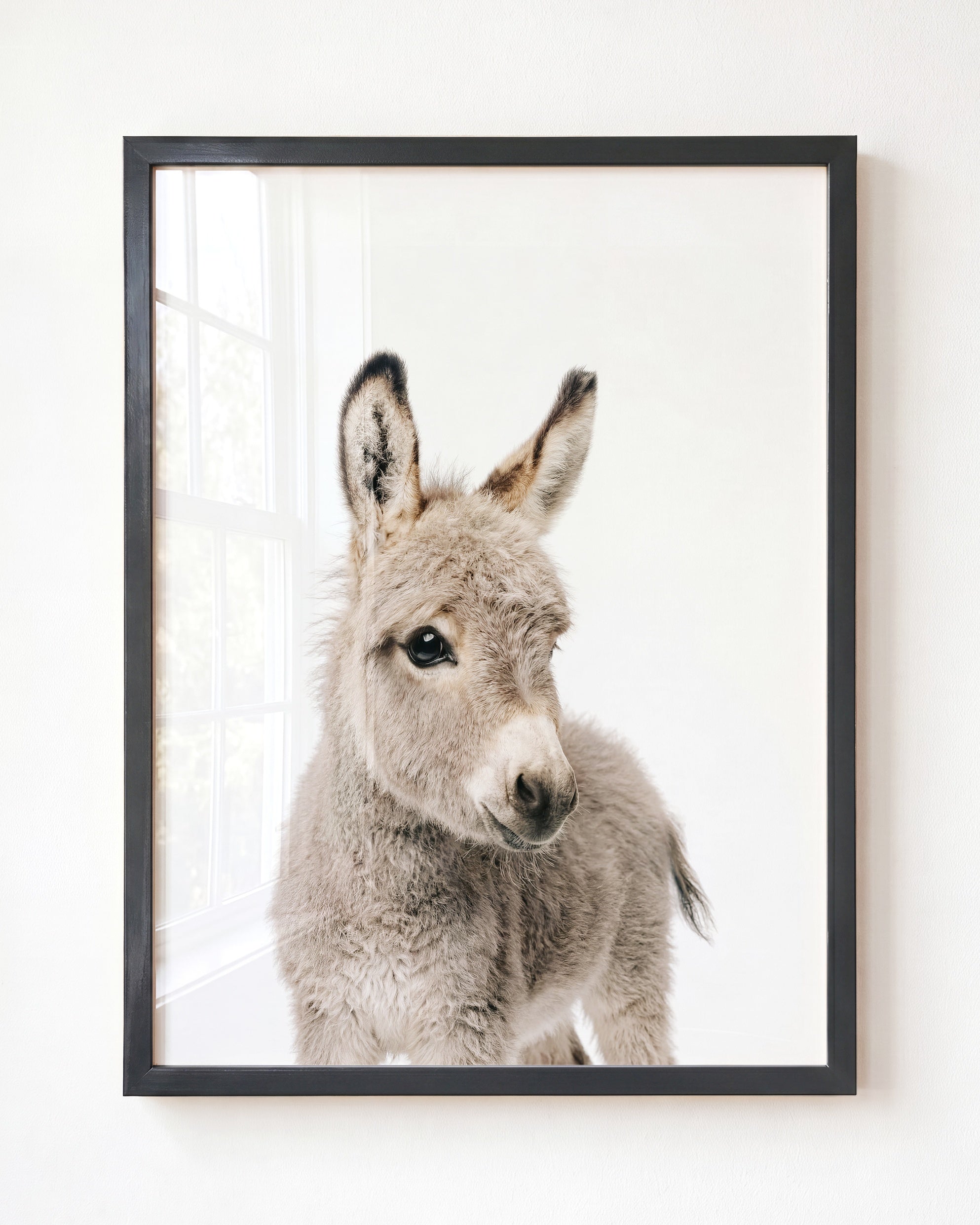 Baby Donkey