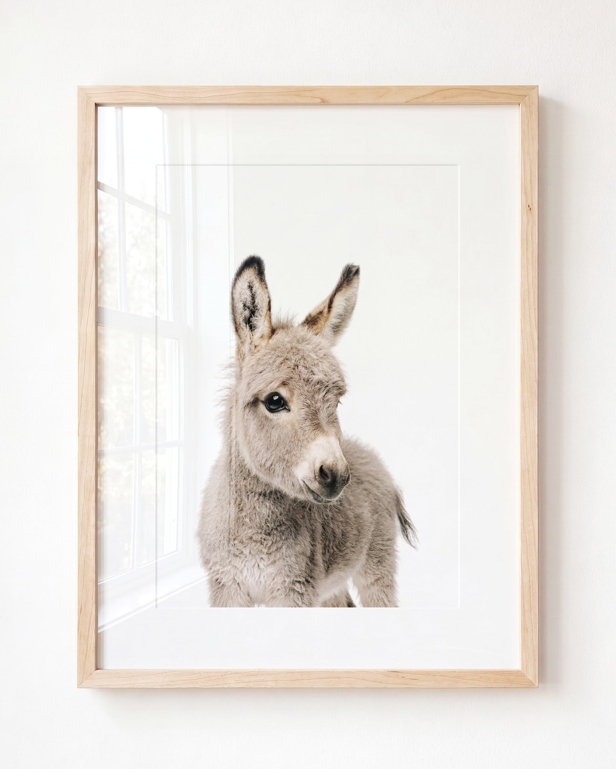 Baby Donkey
