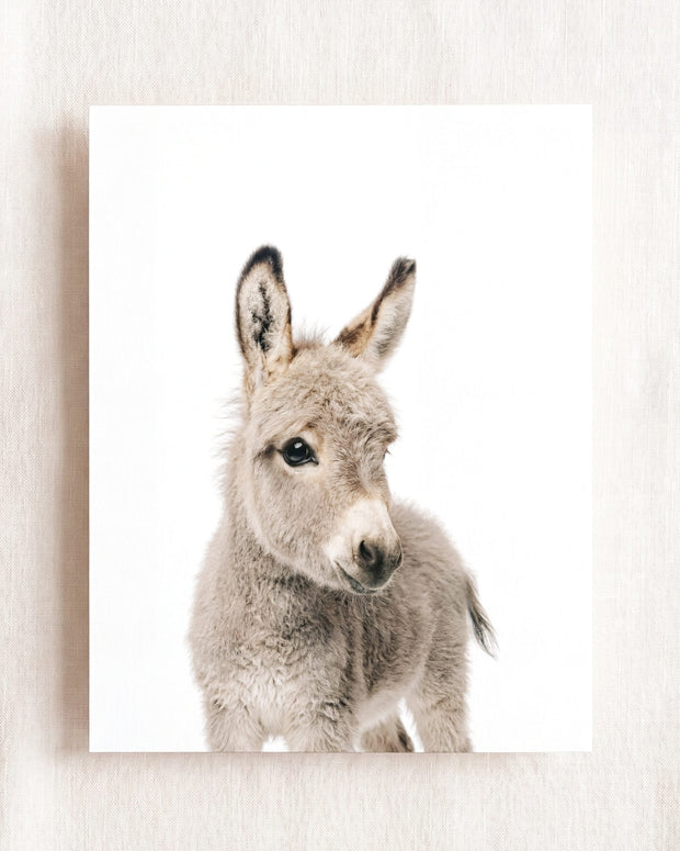 Baby Donkey