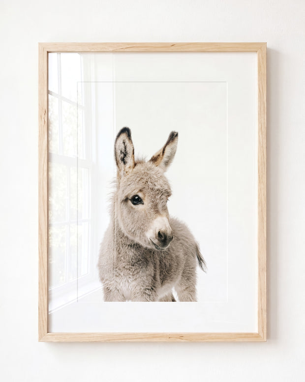 Baby Donkey
