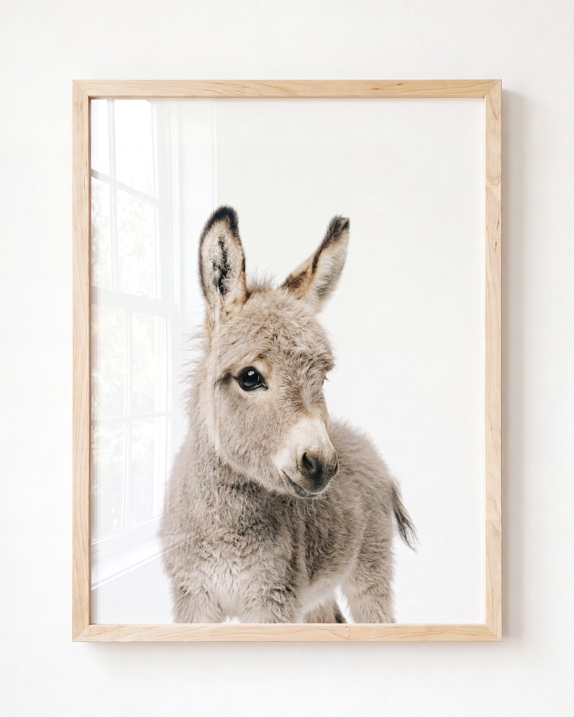 Baby Donkey