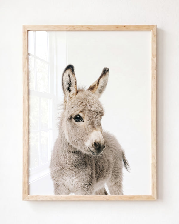 Baby Donkey – Framed