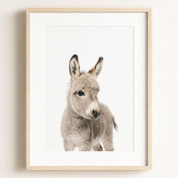 Baby Donkey