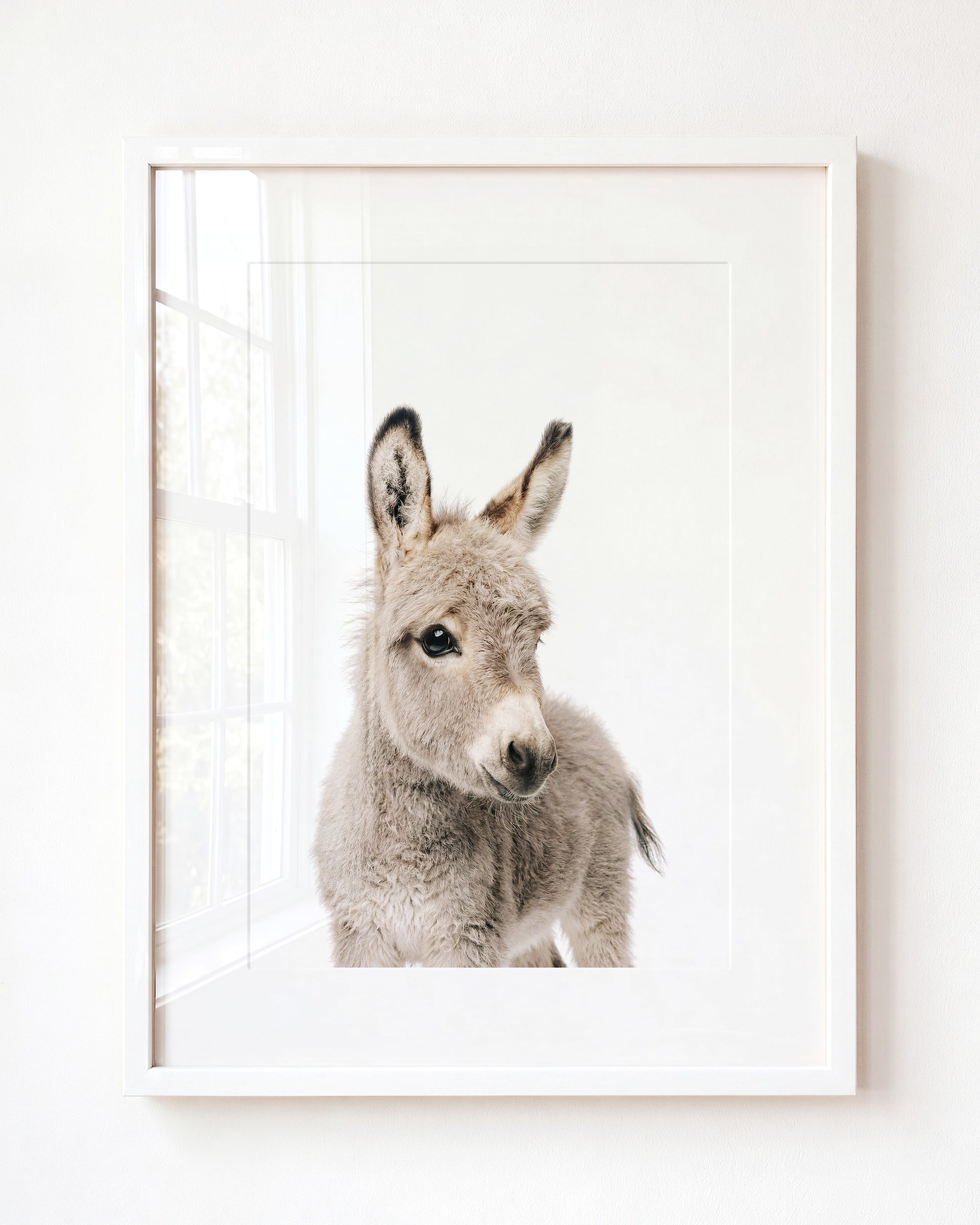 Baby Donkey