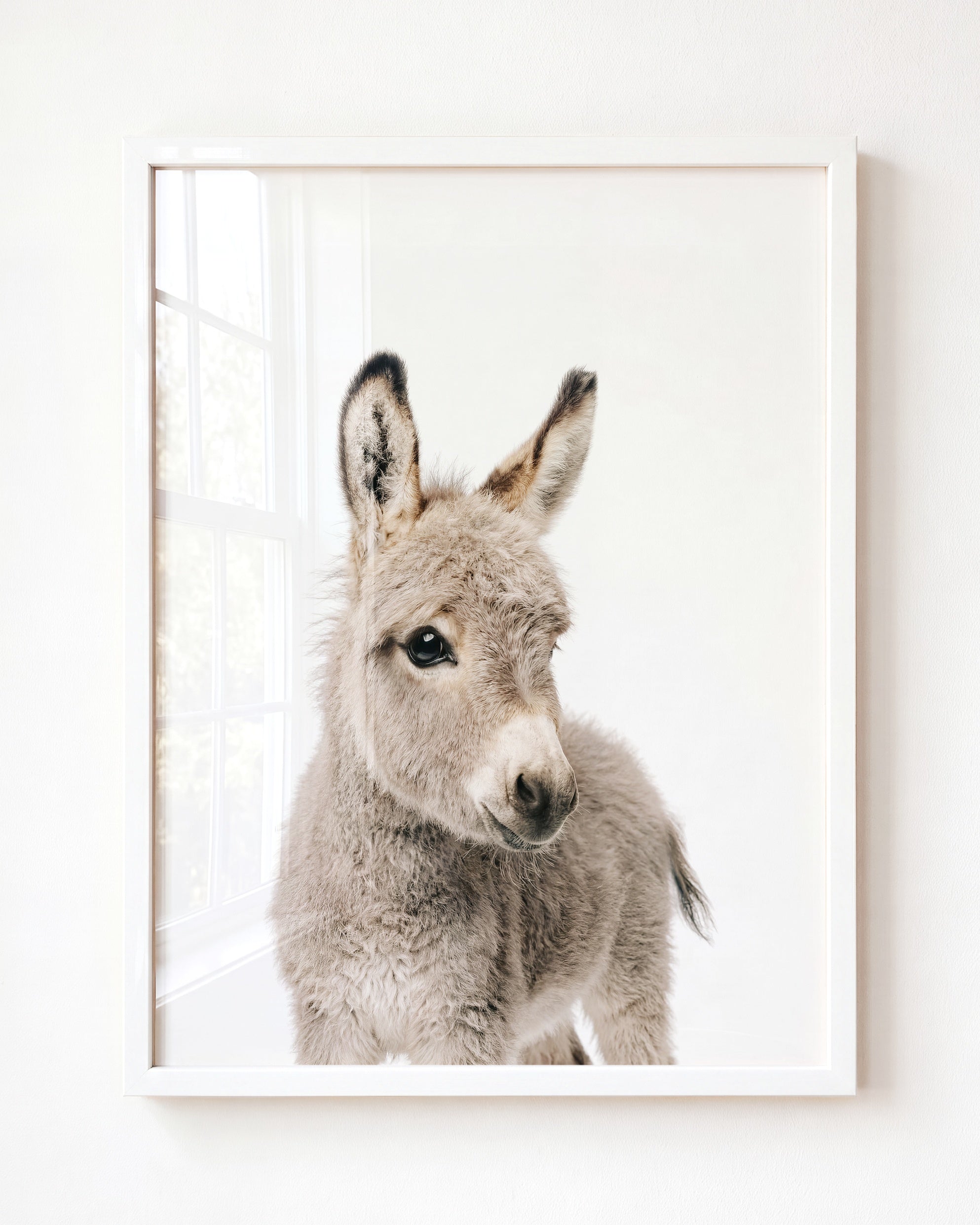 Baby Donkey