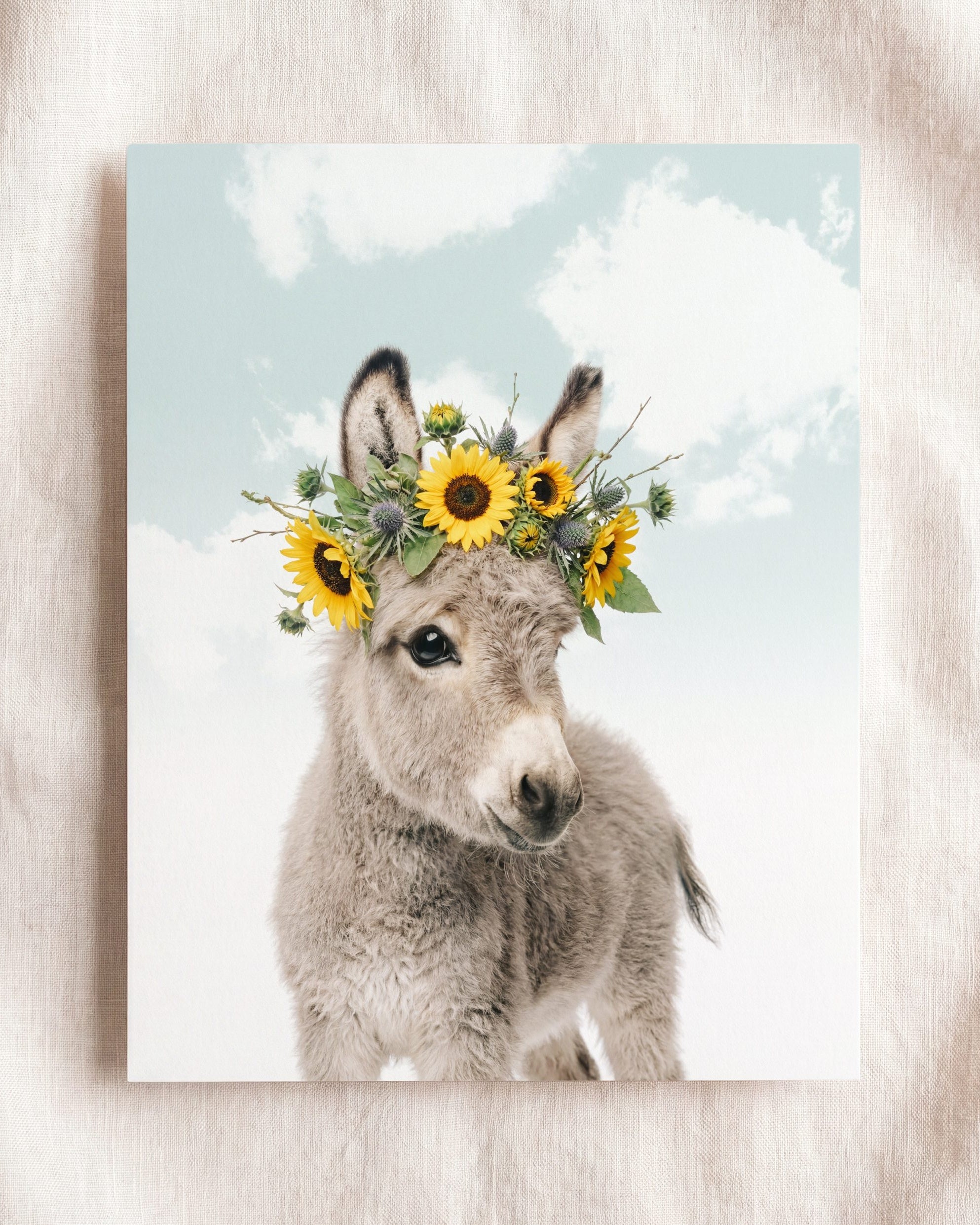 Baby Donkey