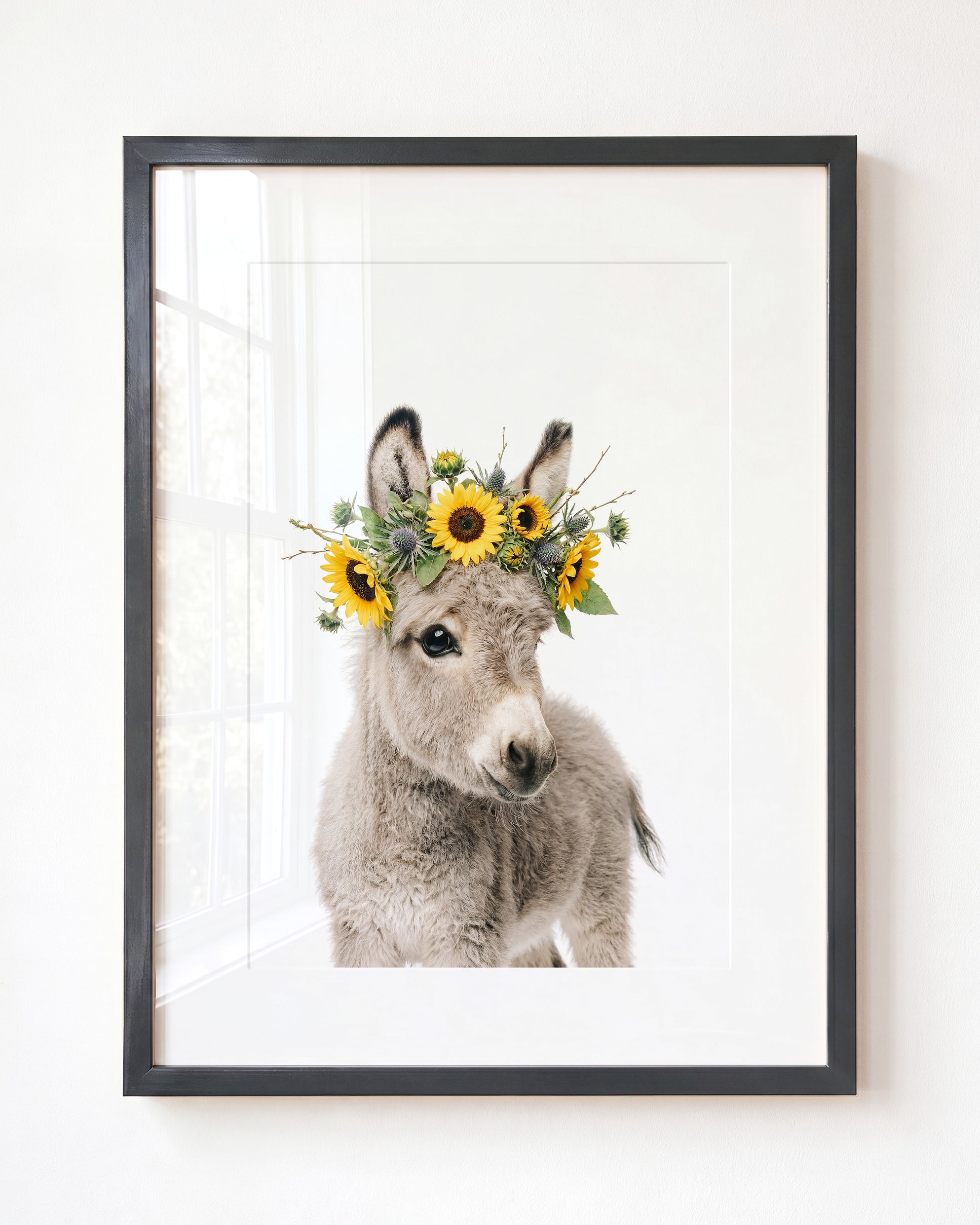 Baby Donkey