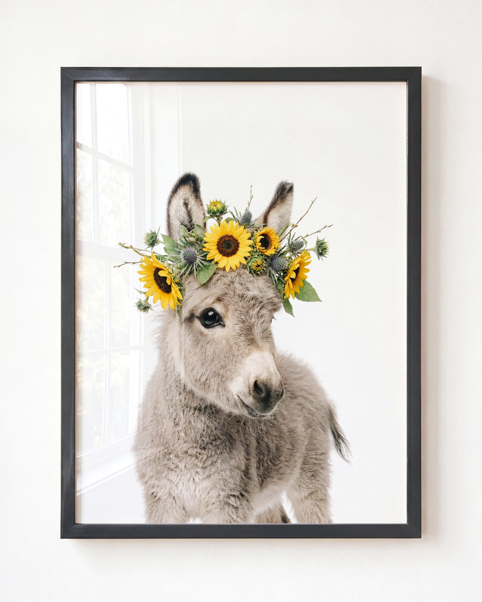 Baby Donkey