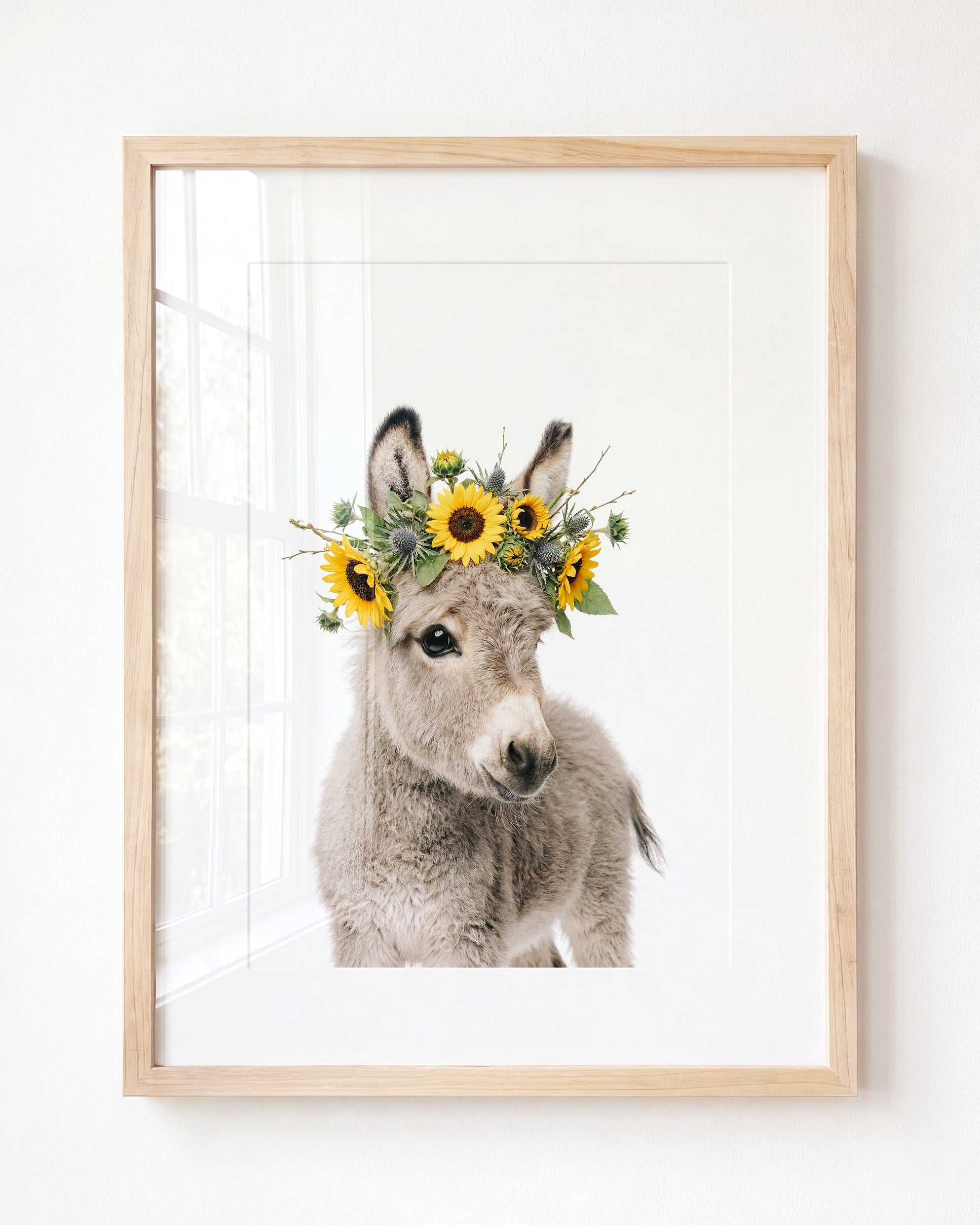 Baby Donkey