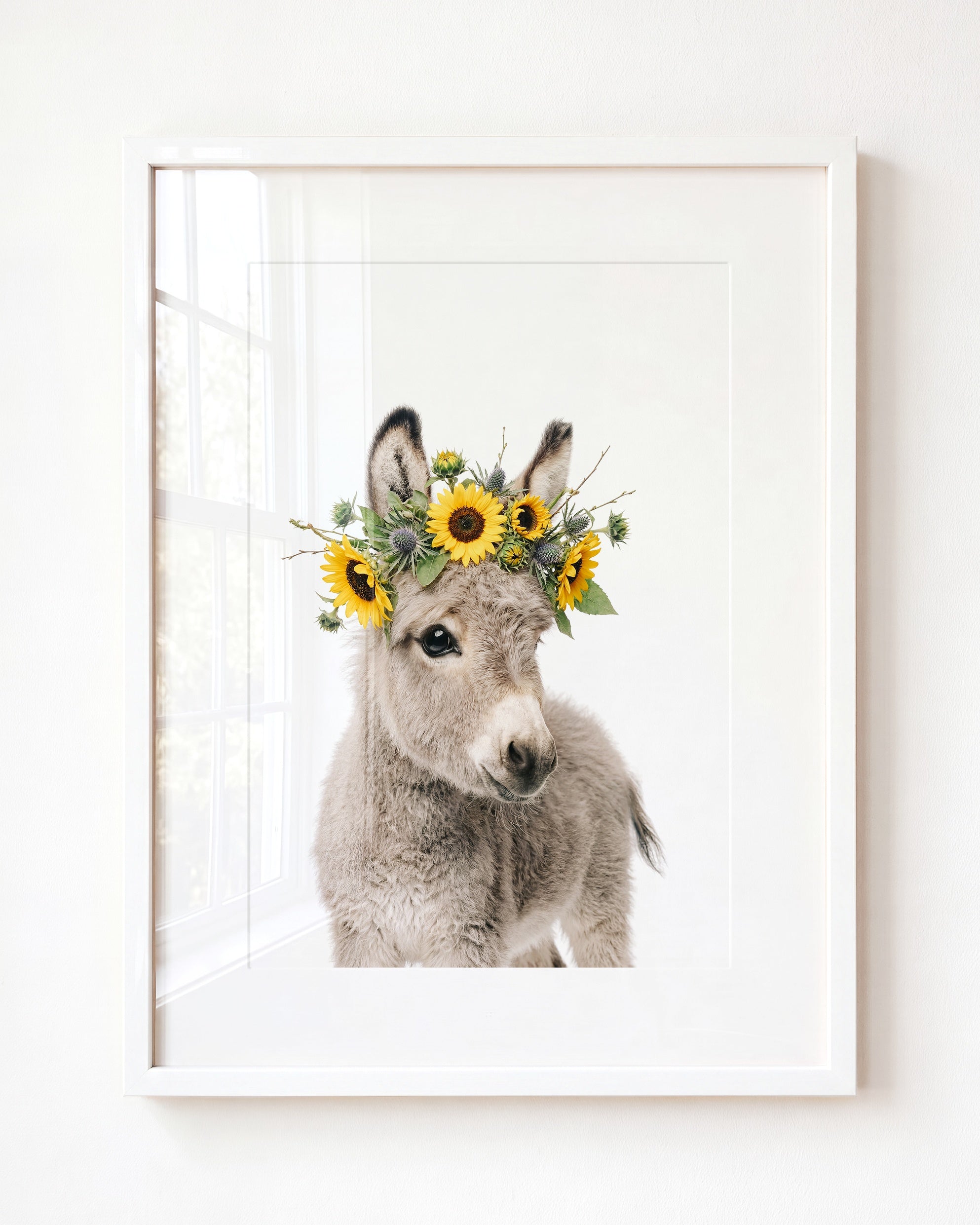 Baby Donkey
