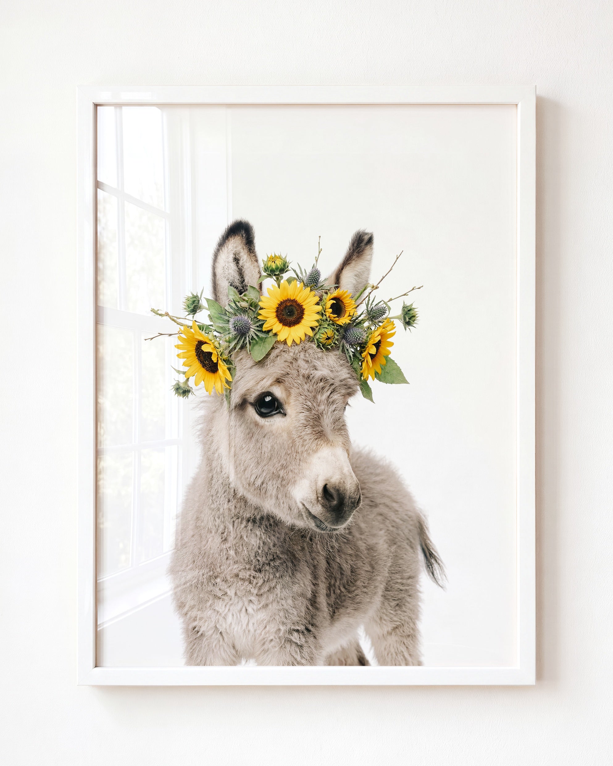 Baby Donkey