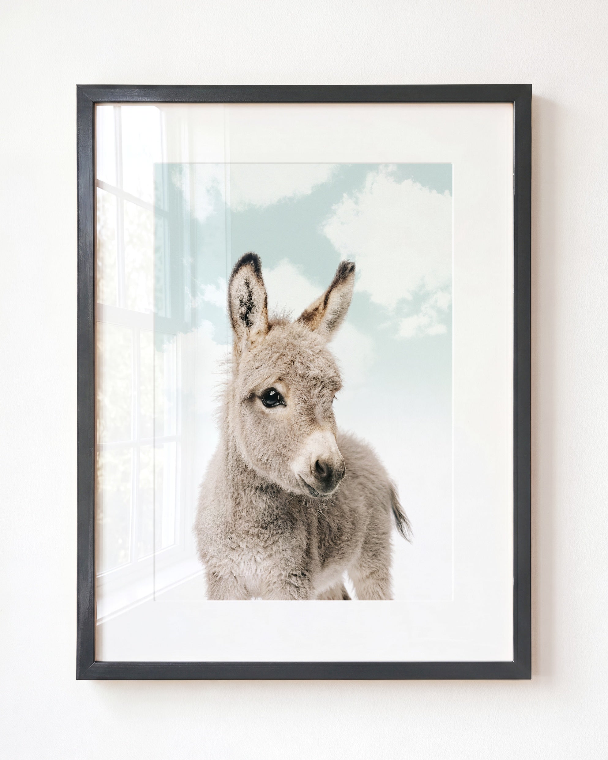 Baby Donkey