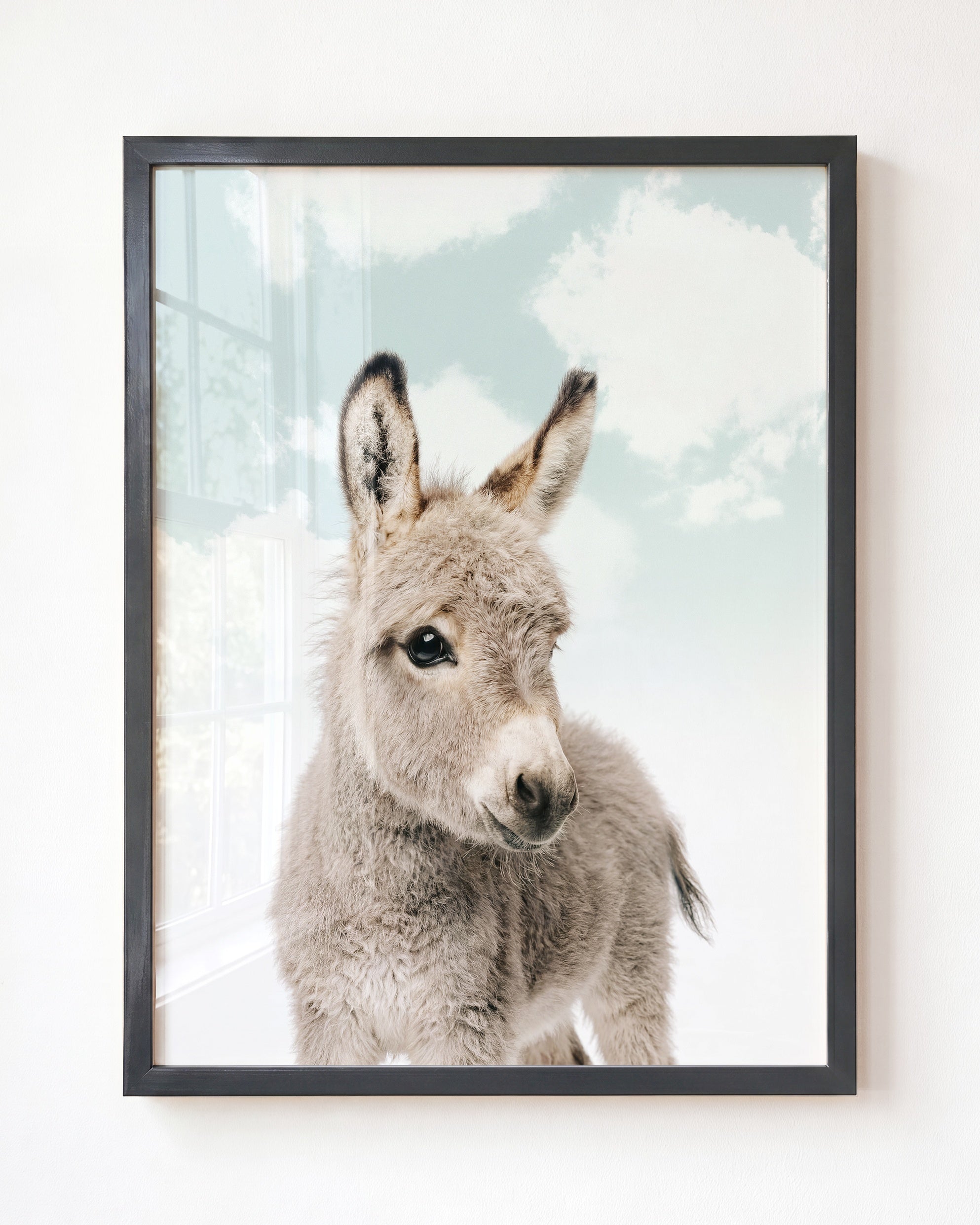 Baby Donkey