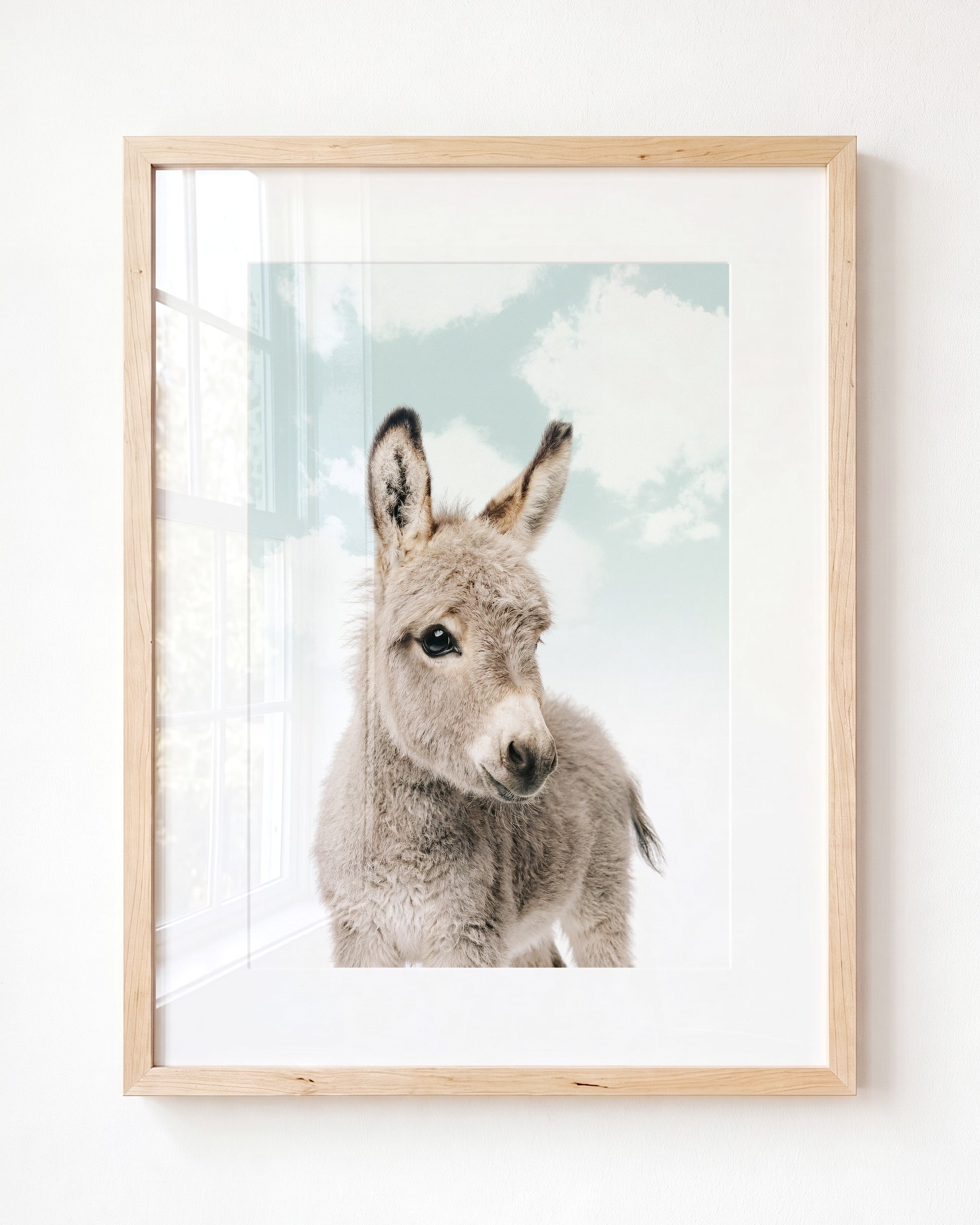 Baby Donkey