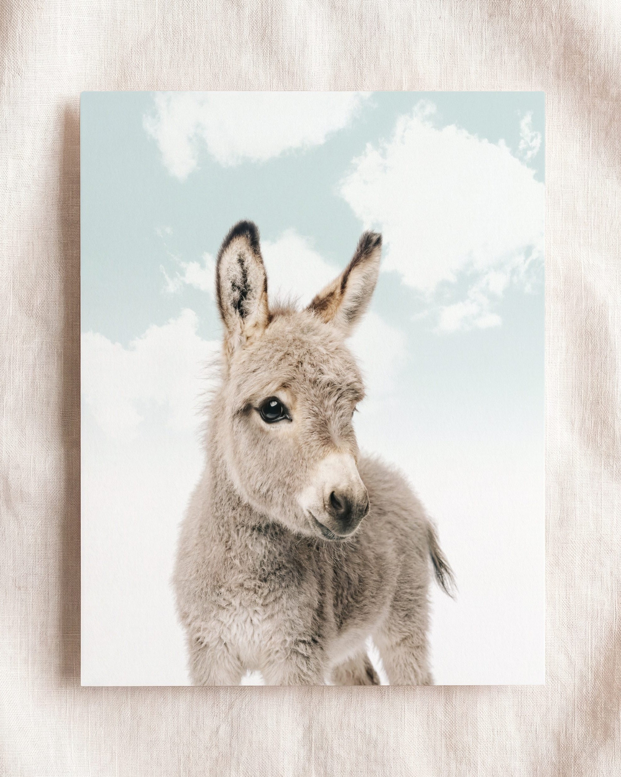 Baby Donkey
