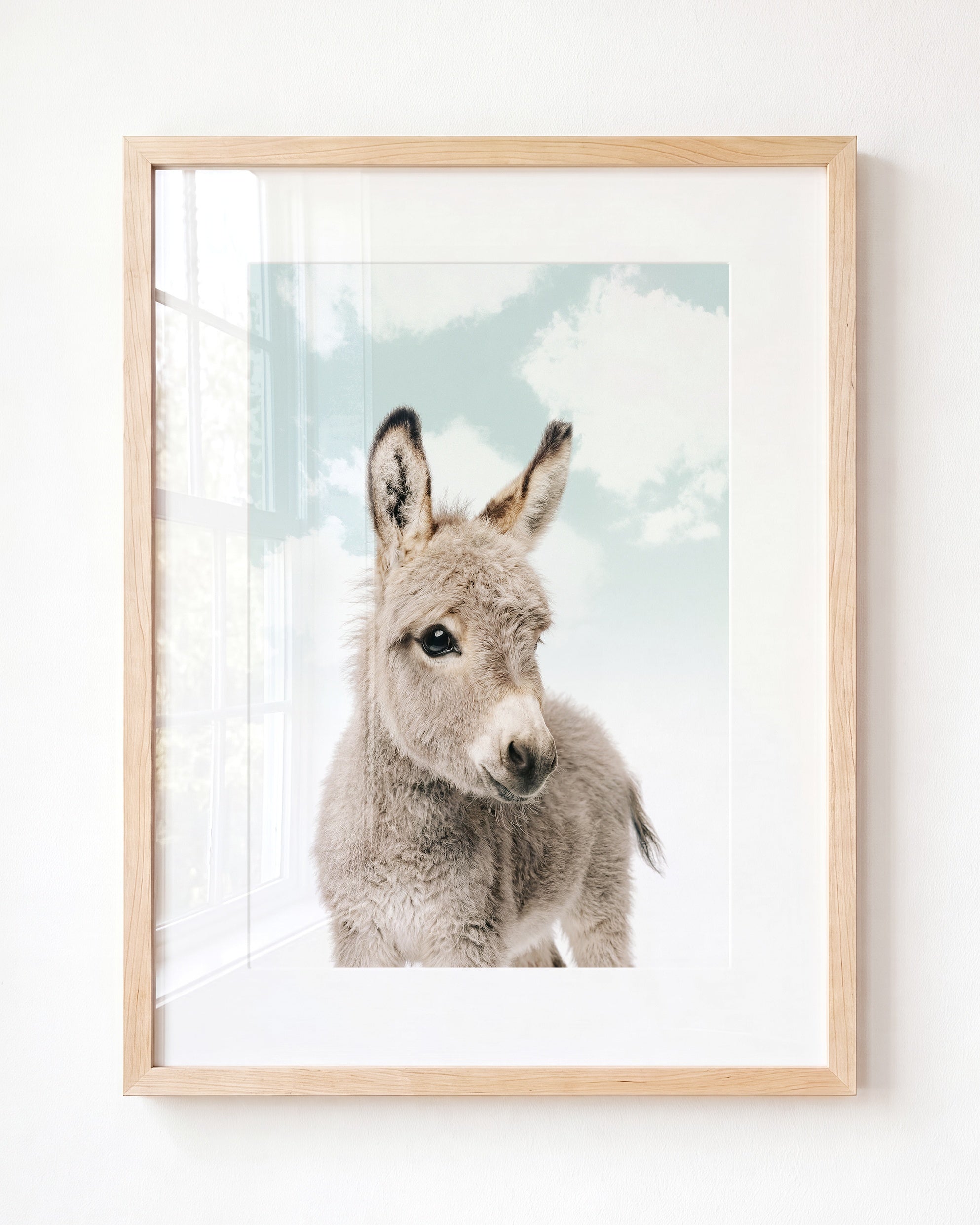 Baby Donkey